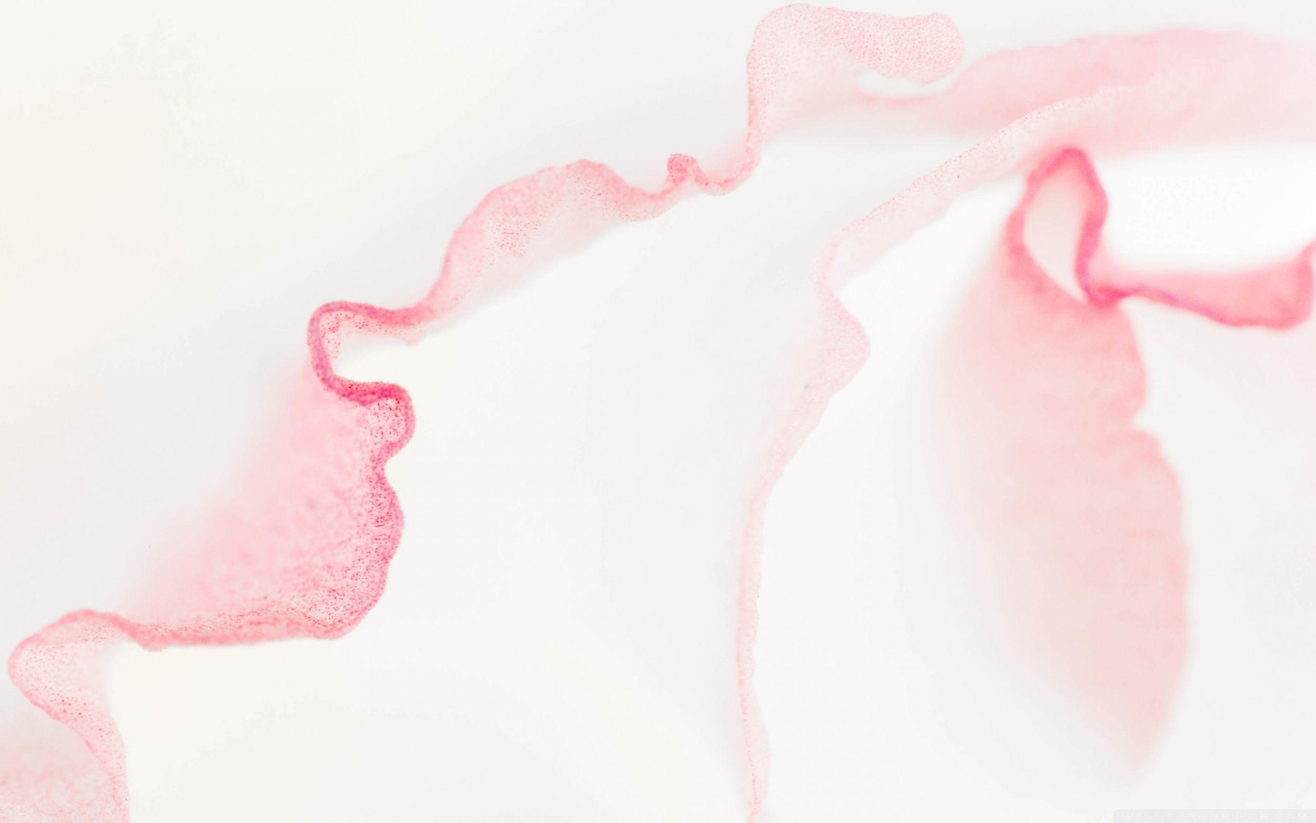 2560x1600 Lisianthus Light Pink Flower Macro ❤ 4K HD Desktop