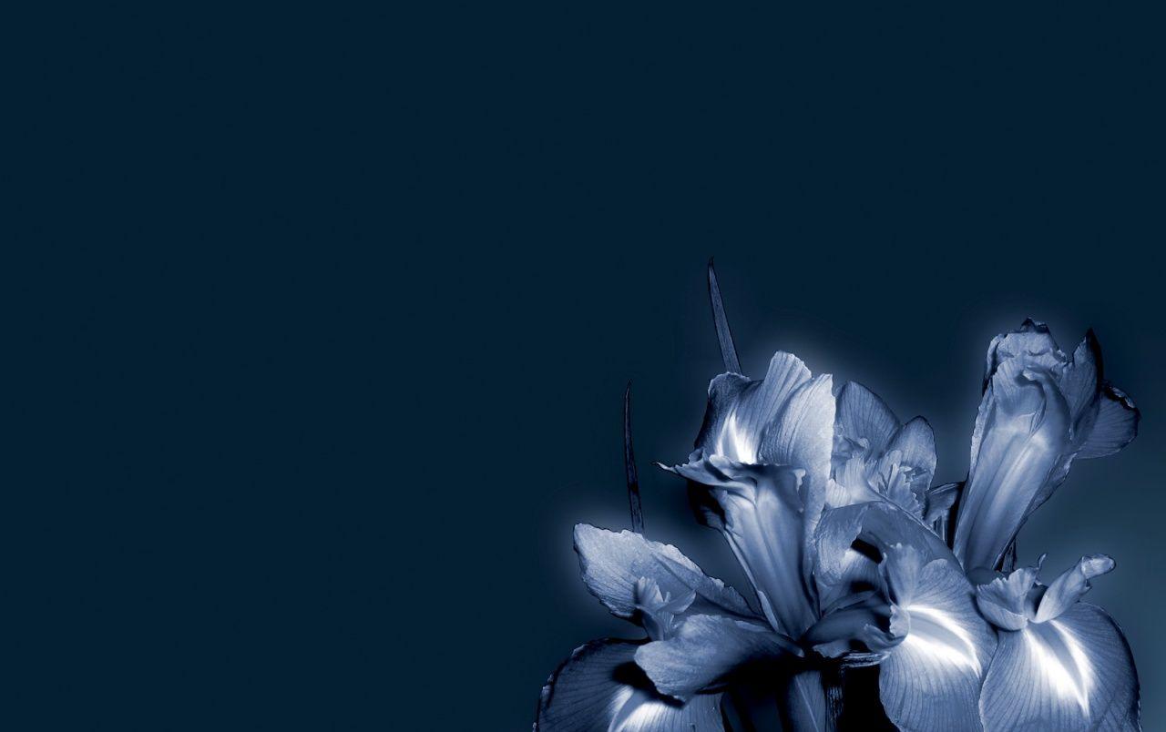 1280x804 Blue flower wallpaper. Blue flower