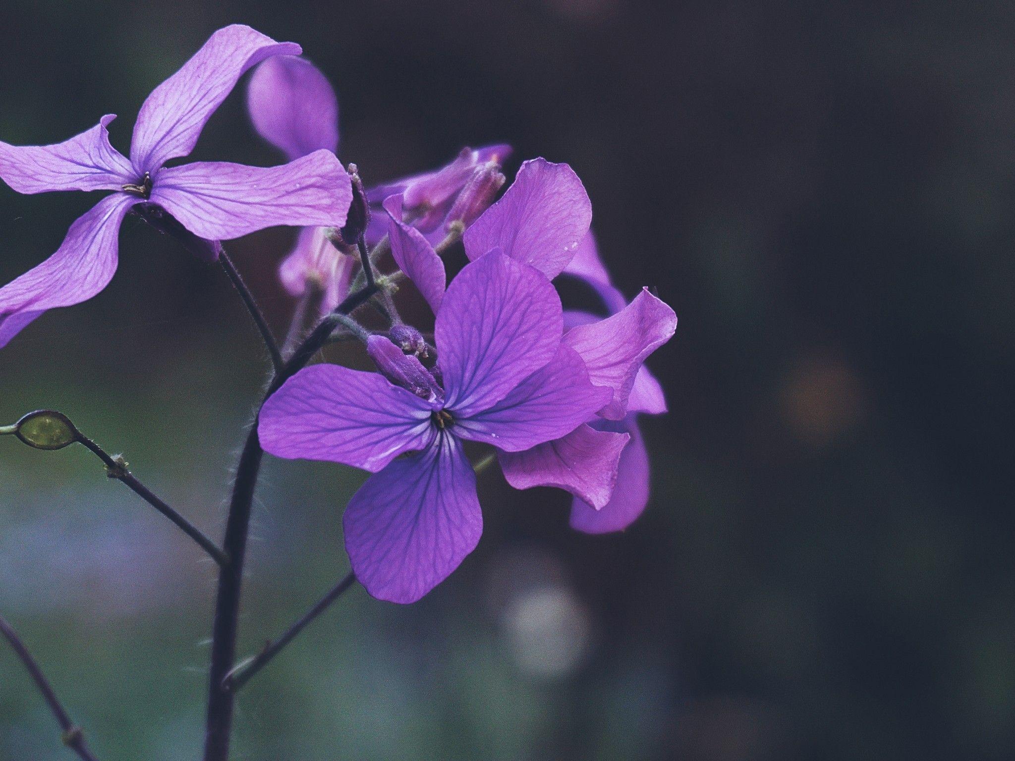 2048x1536 Download 2048x1536 Purple Lilac, Pretty, Petals, Branch