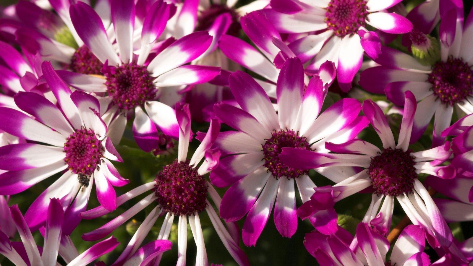 1600x900 Beautiful Purple Flowers Wallpaper in jpg format for free
