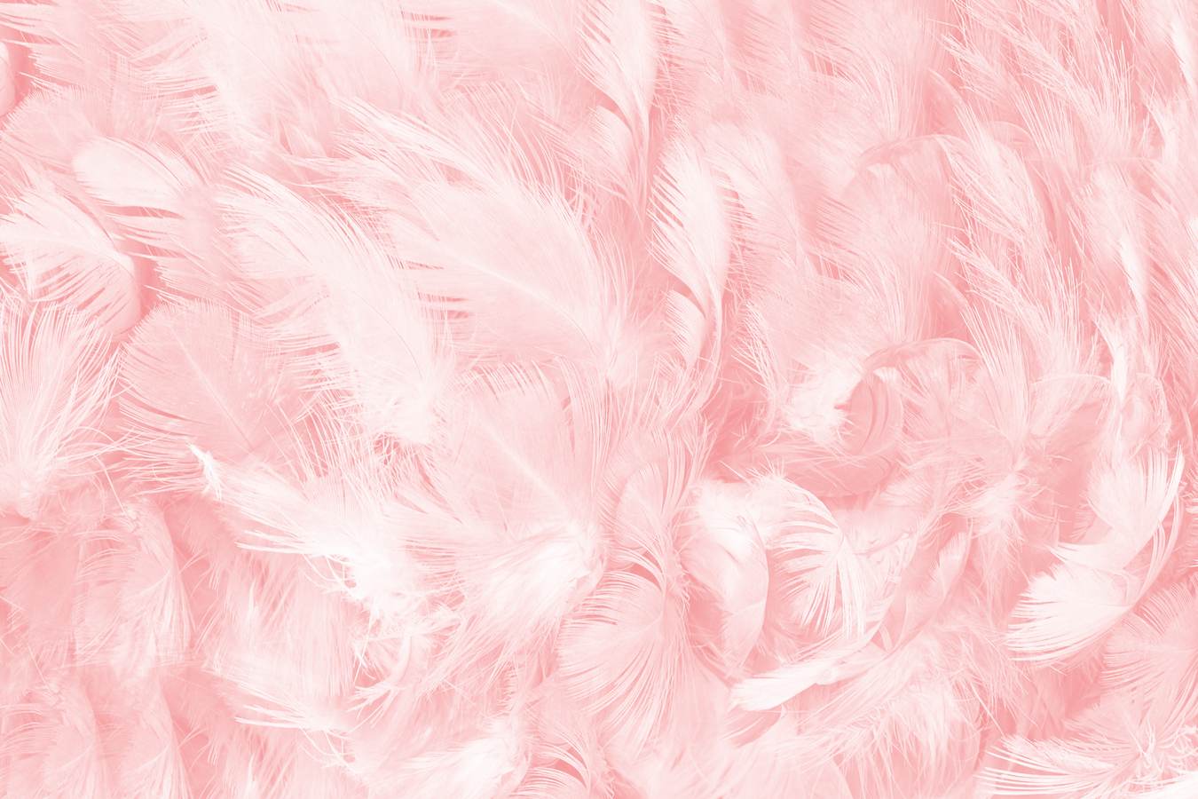 1350x900 Wallpaper, Pale Pink Feathers