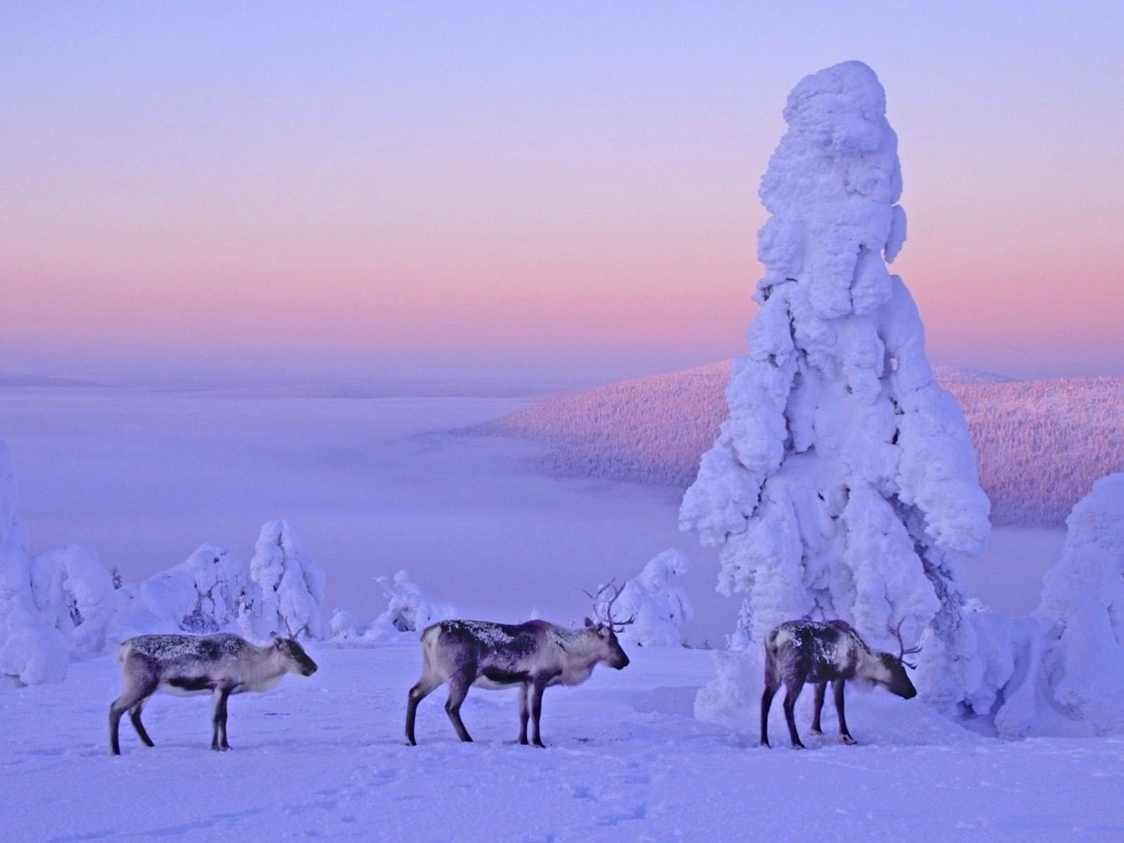 Lapland Wallpapers - Top Free Lapland Backgrounds - WallpaperAccess