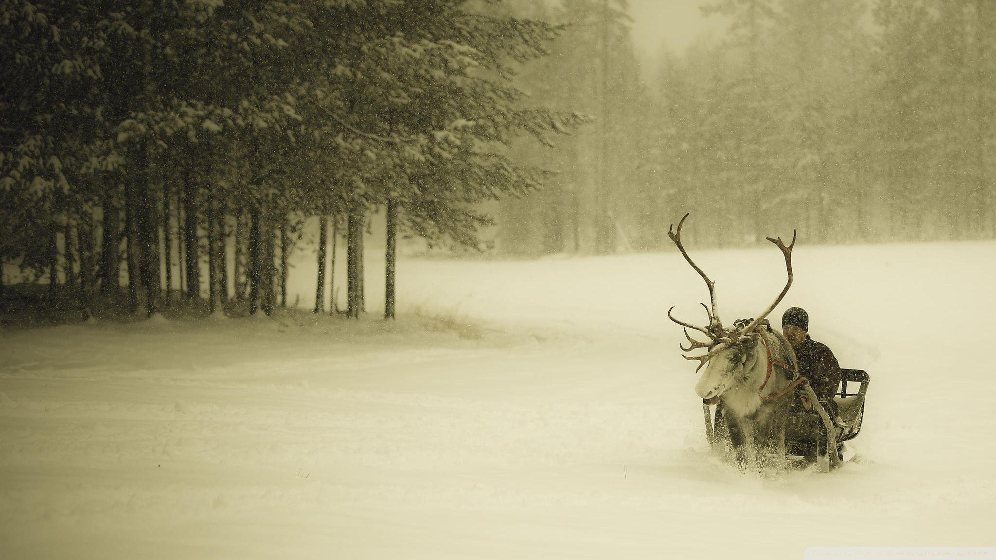 2048x1152 Lapland Reindeer Ride ❤ 4K HD Desktop Wallpaper for 4K
