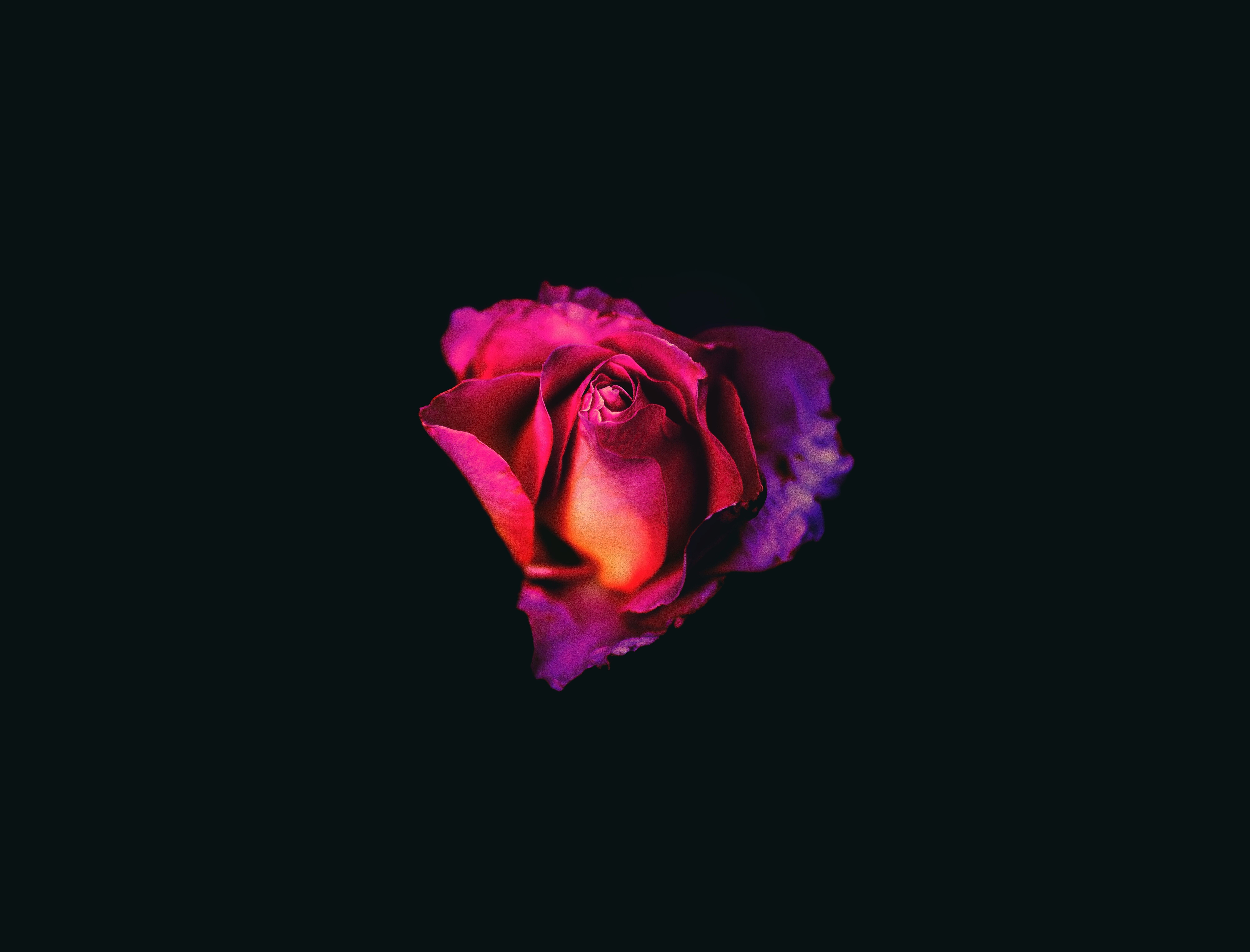 8000x6094 Pink Rose In Black Background Laptop Wallpaper In 1366x768