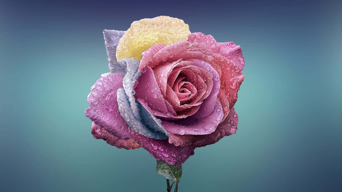 1366x768 1366x768 Flowers Background