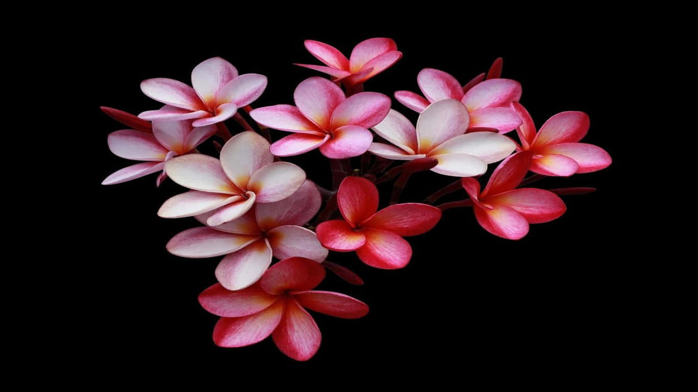 1366x768 white flowers on a black background