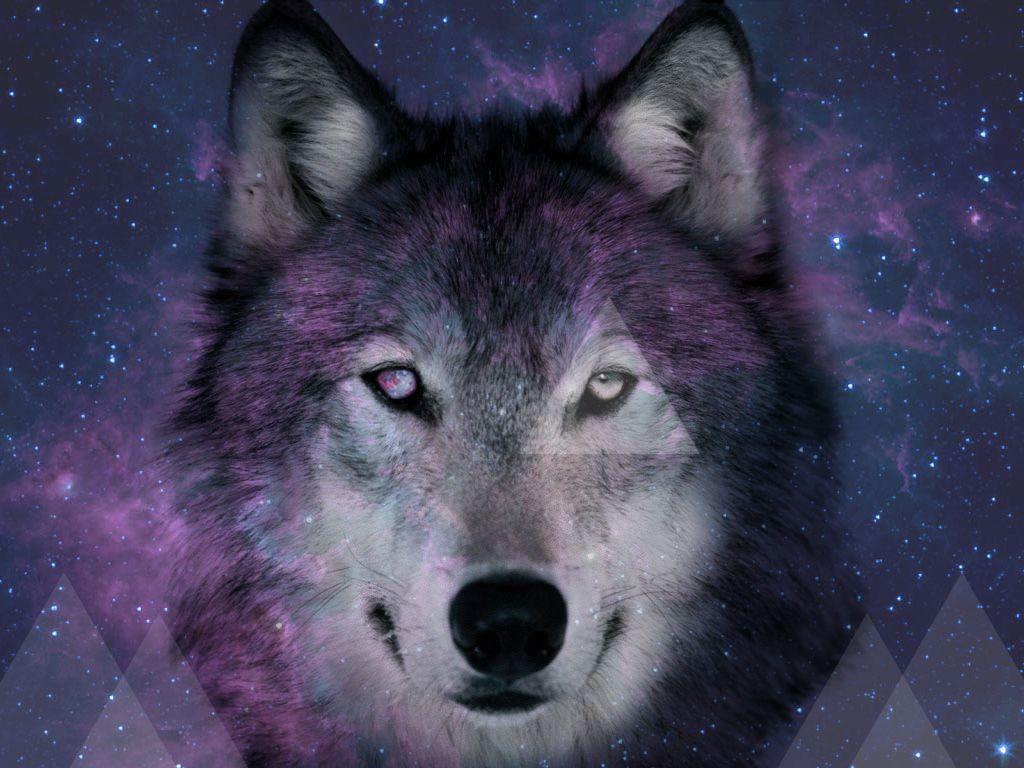 1024x768 Hipster Ish Space Wolf 2