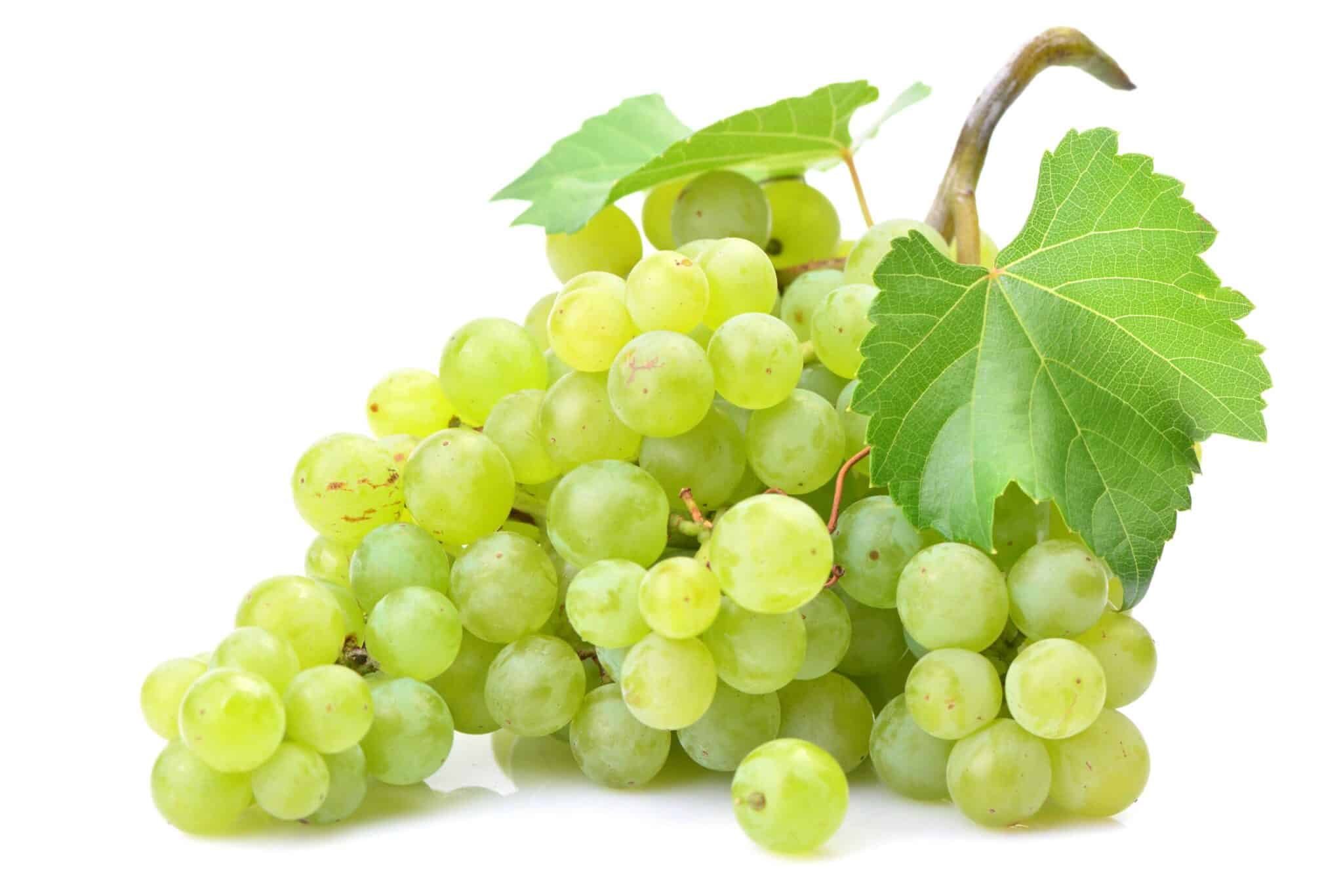 2048x1366 Grape Juice Powder. Vitis Vinifera