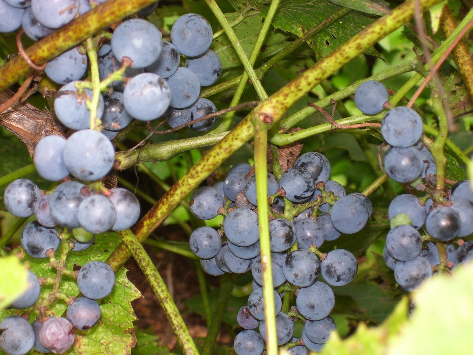 1600x1200 Talking to Plants: Grape Juice