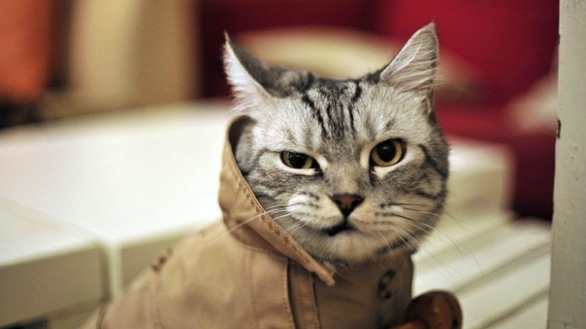 1920x1080 Hipster Tag wallpaper: Animals Cats Humor Hipster Picture Of