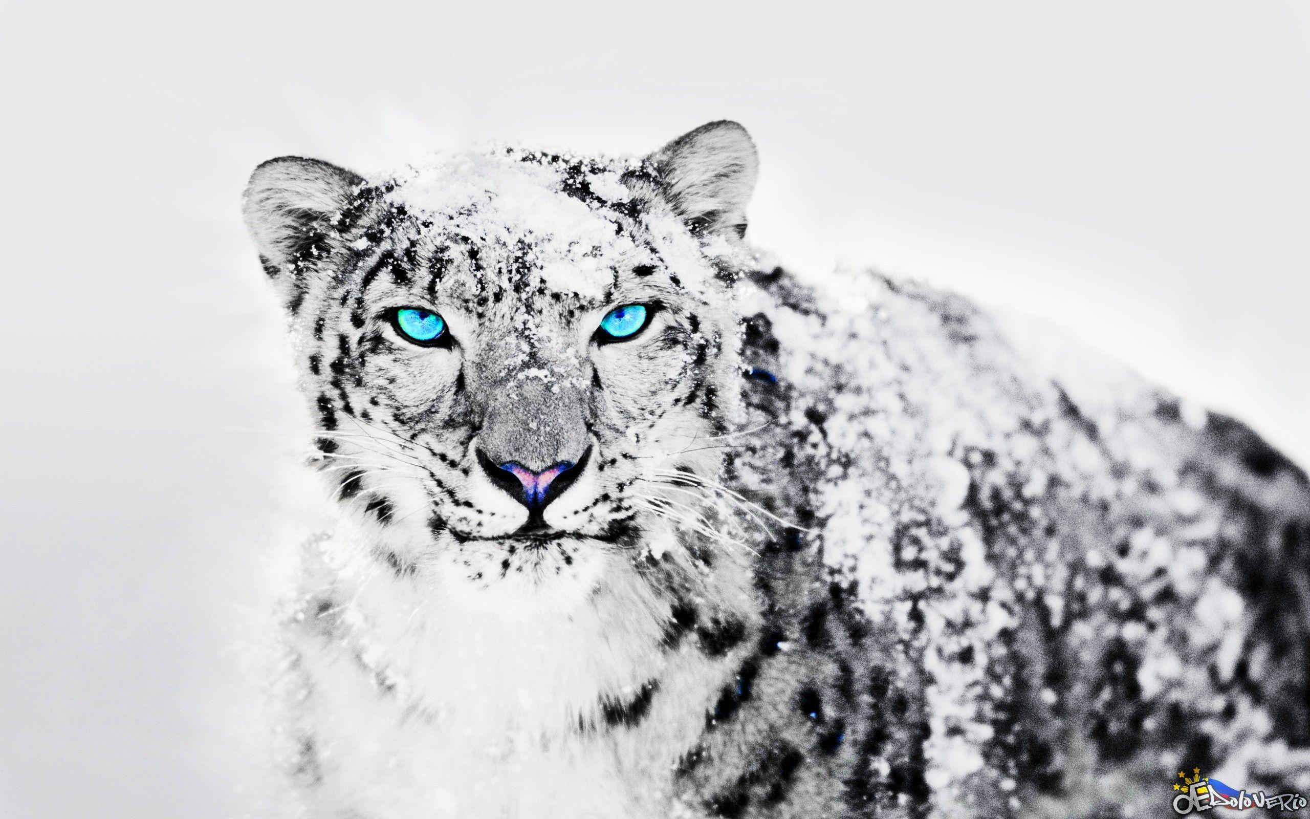 Snow Leopard Wallpapers - Top Free Snow