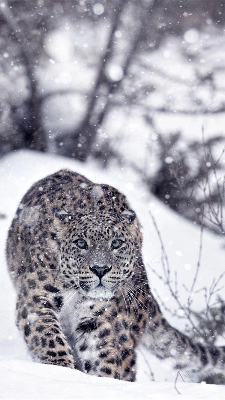 Tải xuống APK Snow Leopard Wallpaper HD : backgrounds & themes cho Android
