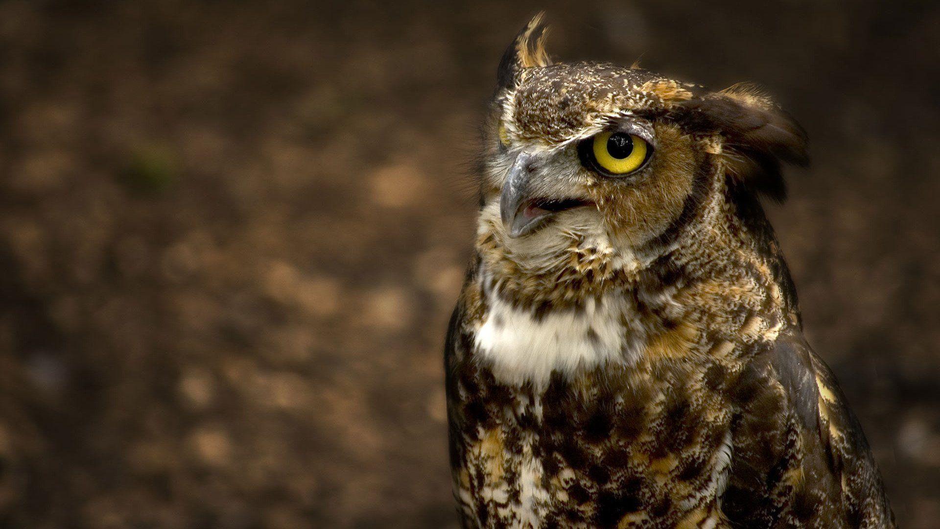1920x1080 Owl HD 740964