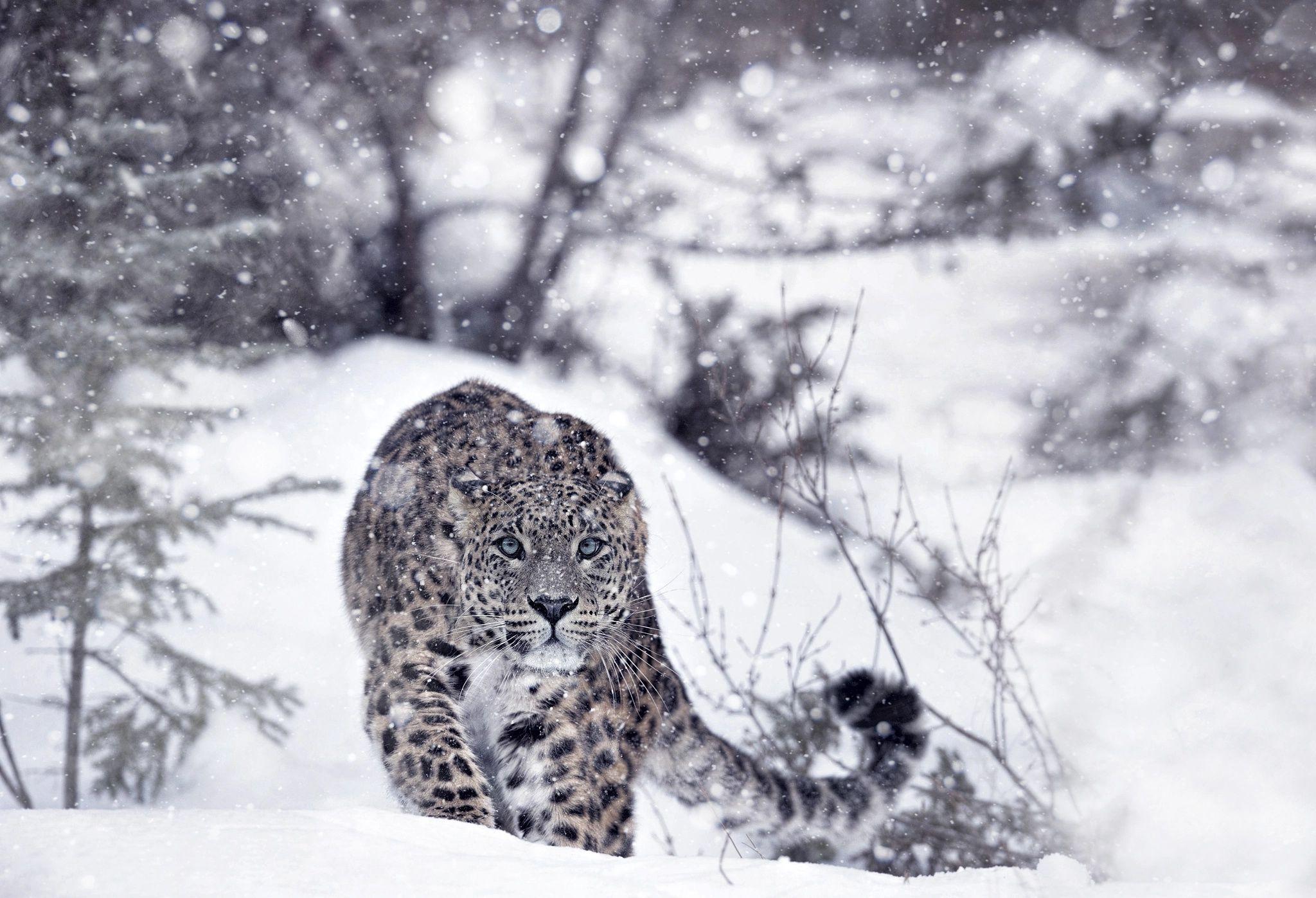 Snow Leopard 4K wallpaper download