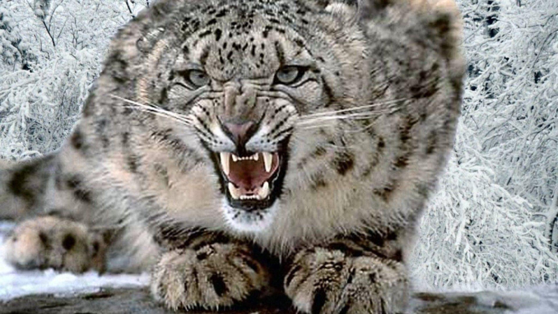 1920x1080 Snow Leopard Wallpaper