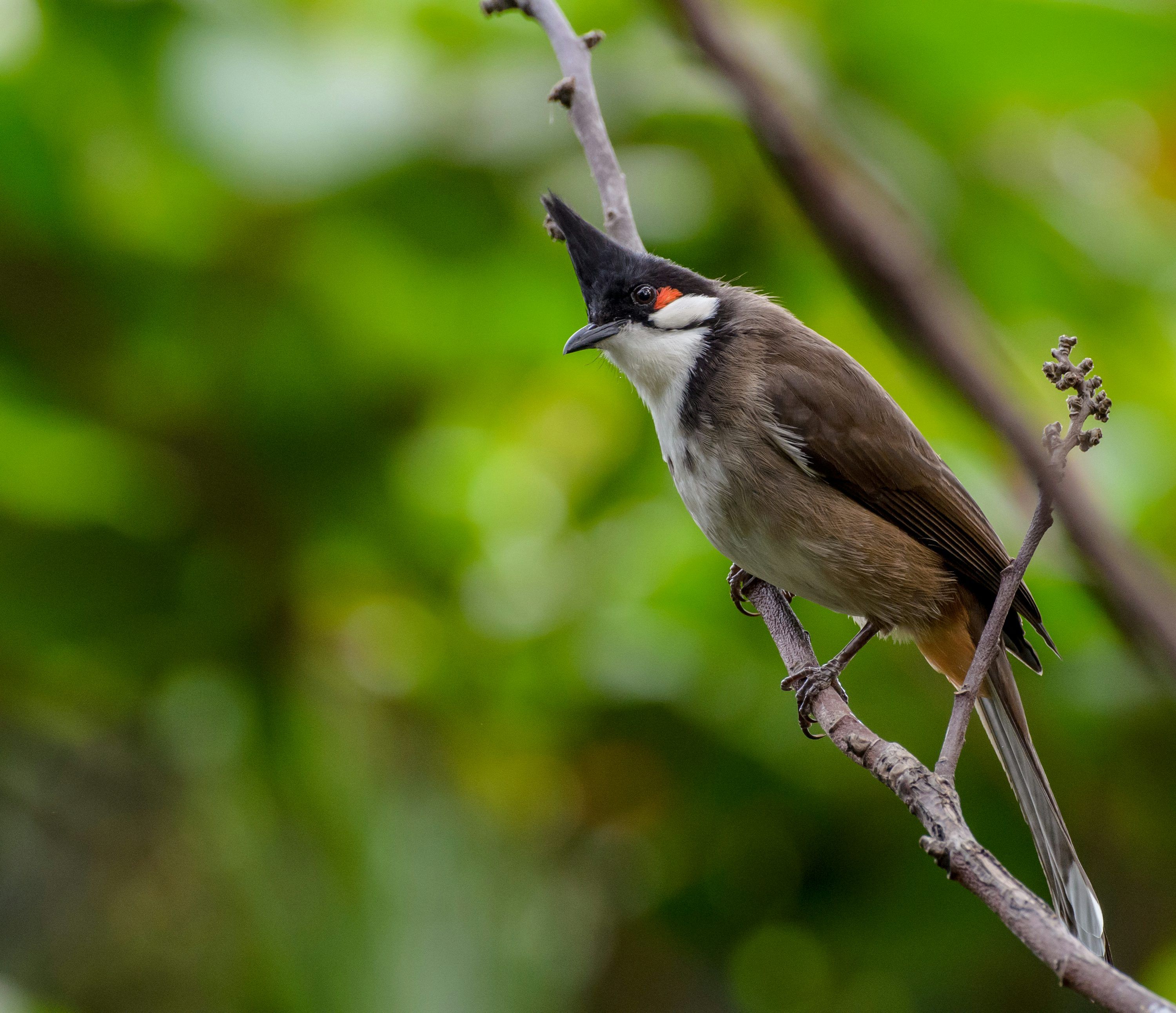 Bulbul Wallpapers - Top Free Bulbul Backgrounds - WallpaperAccess