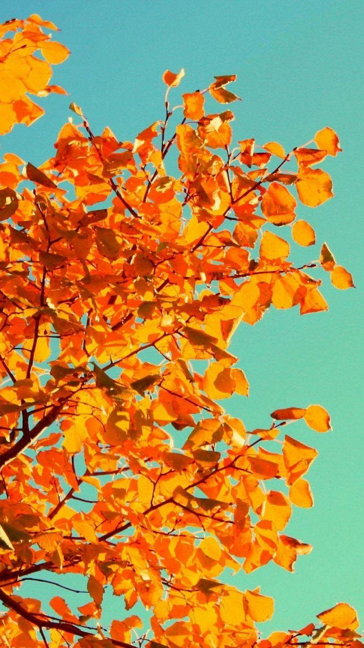 750x1334 iPhone Fall Wallpaper Tumblr Background iPhone