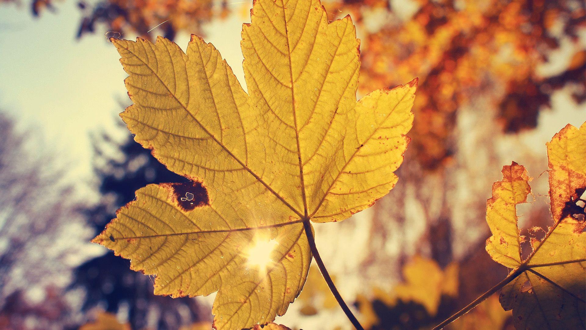1920x1080 Autumn Wallpaper Tumblr