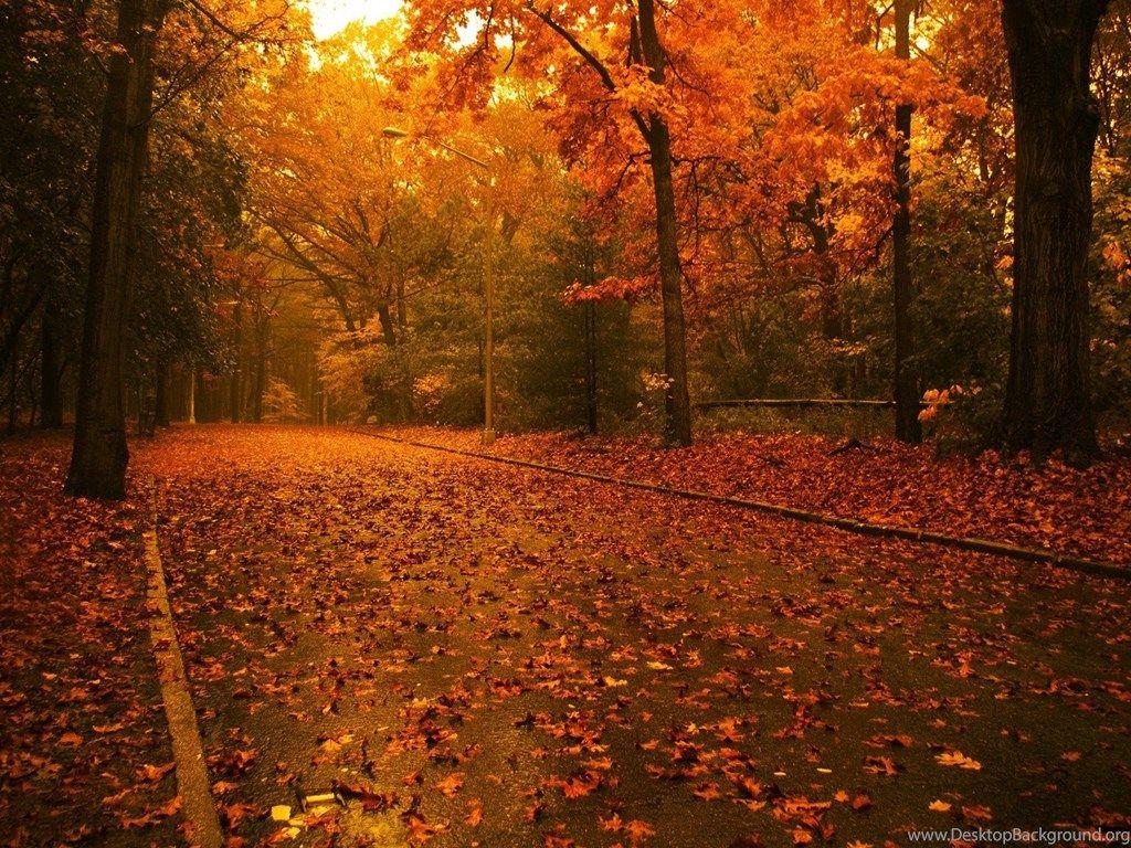1024x768 Fall Leaves Tumblr Wallpaper. Desktop Background
