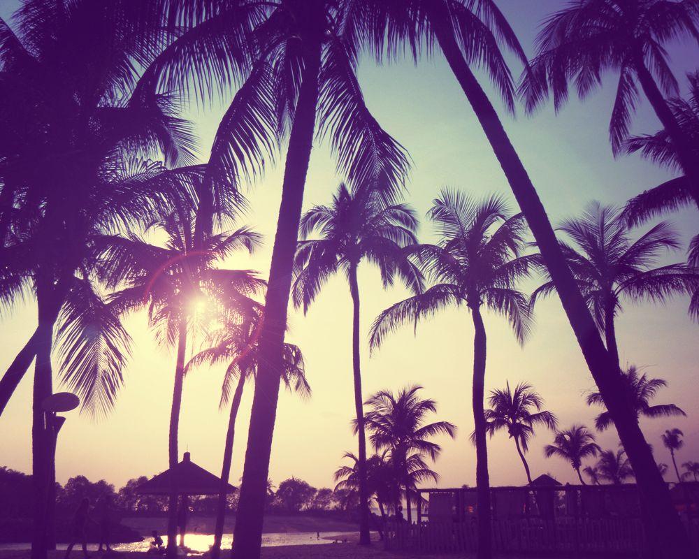 1000x800 Palm Trees Tumblr Vintage Vintage Wallpaper Palm Tree