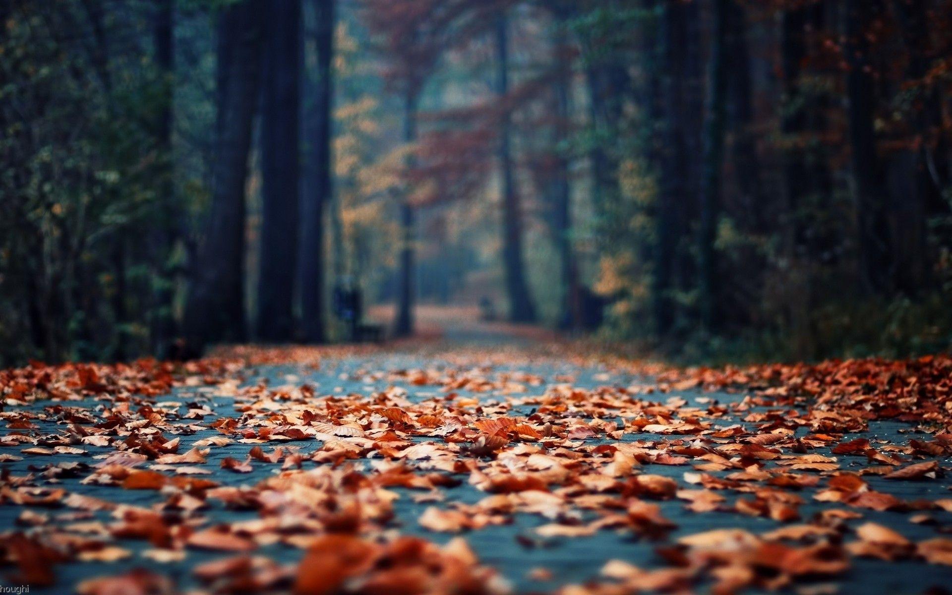1920x1200 Fall background TumblrDownload free cool HD