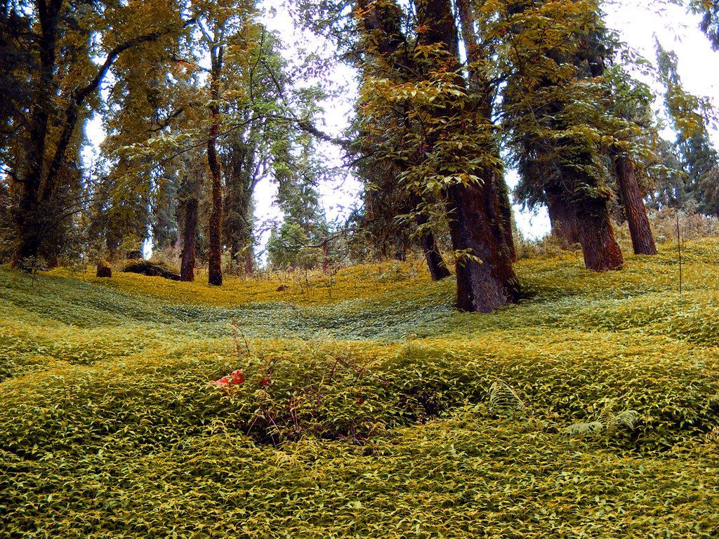 1024x768 chopta india's switzerland