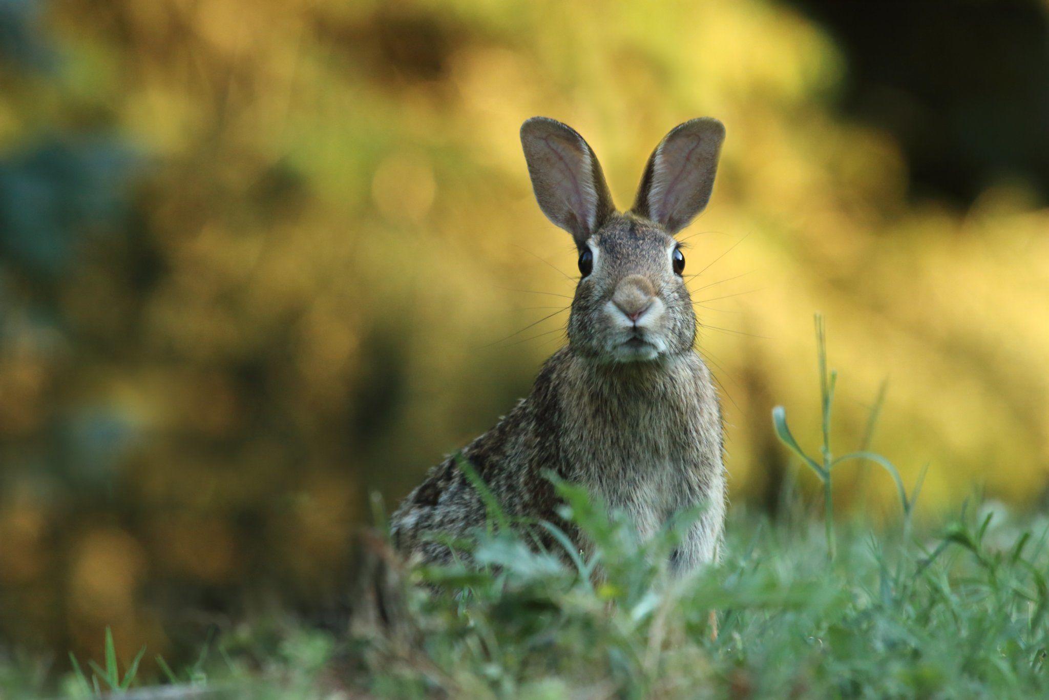 2048x1366 HD Wallpaper of Cute Animals to Lighten Your Day