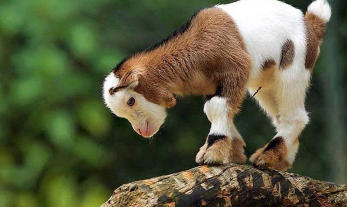 1207x722 Desktop Image, Free Wallpaper, Cute Animals, Animal World