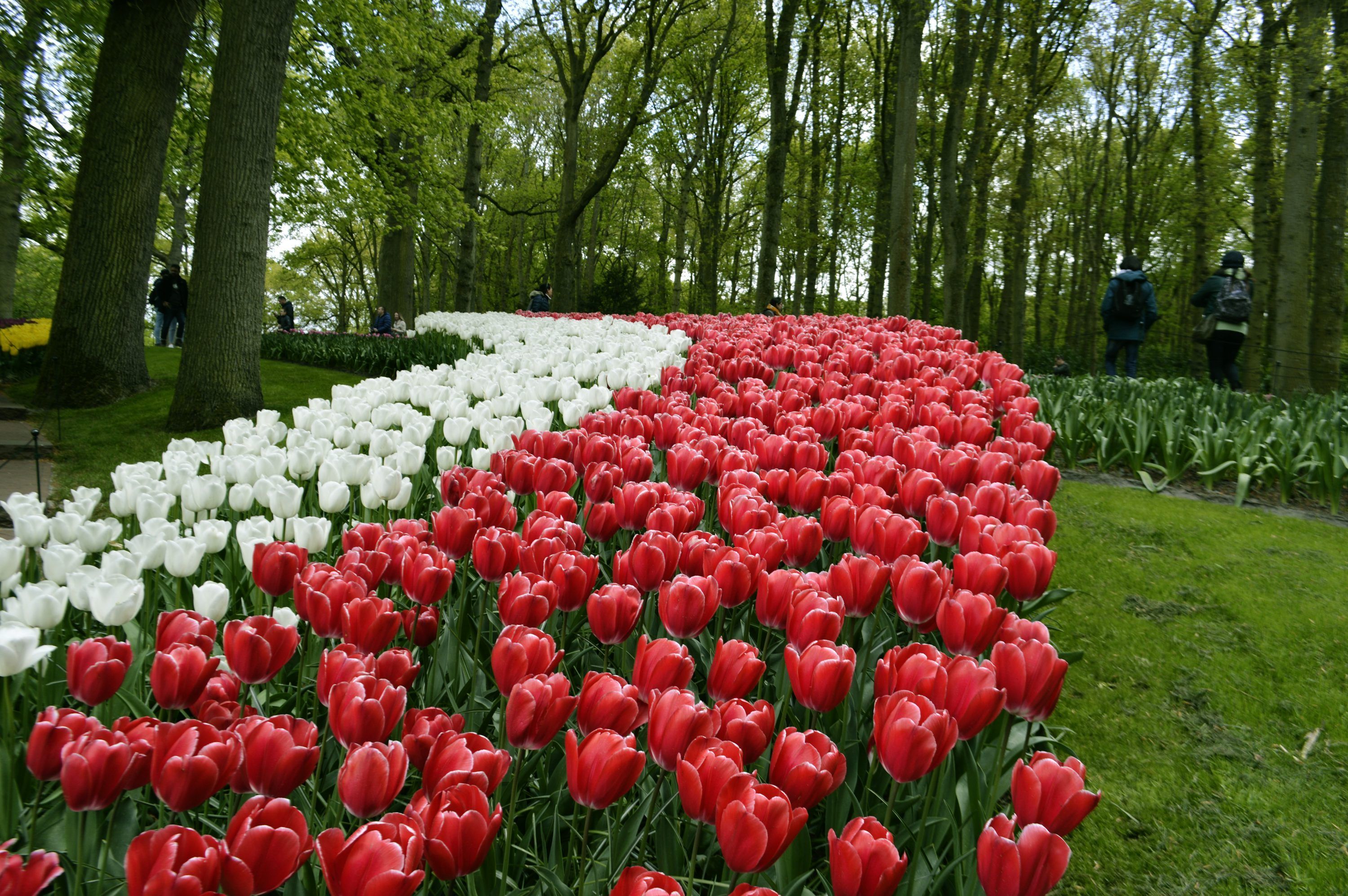 3000x1995 Dutch Tulip Field Picture