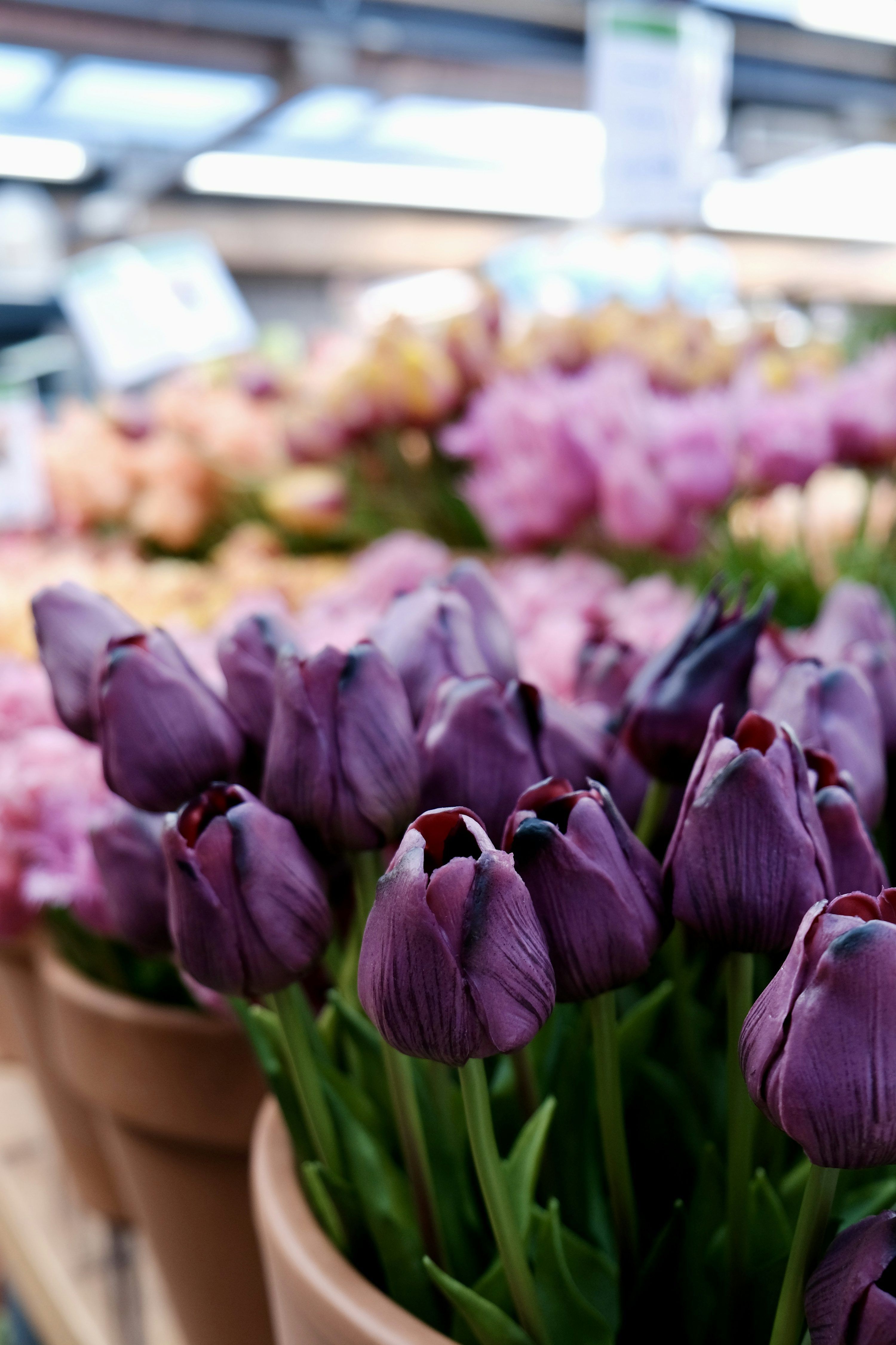 3000x4500 Amsterdam Tulips Picture. Download