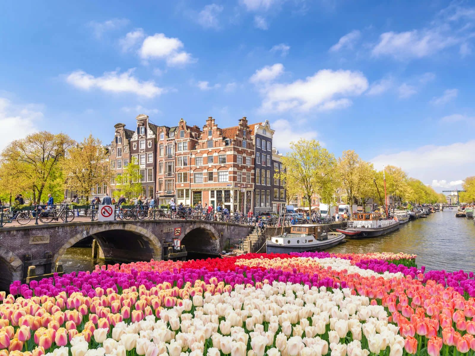 1600x1200 tulip fields in the spring. Wallpaper