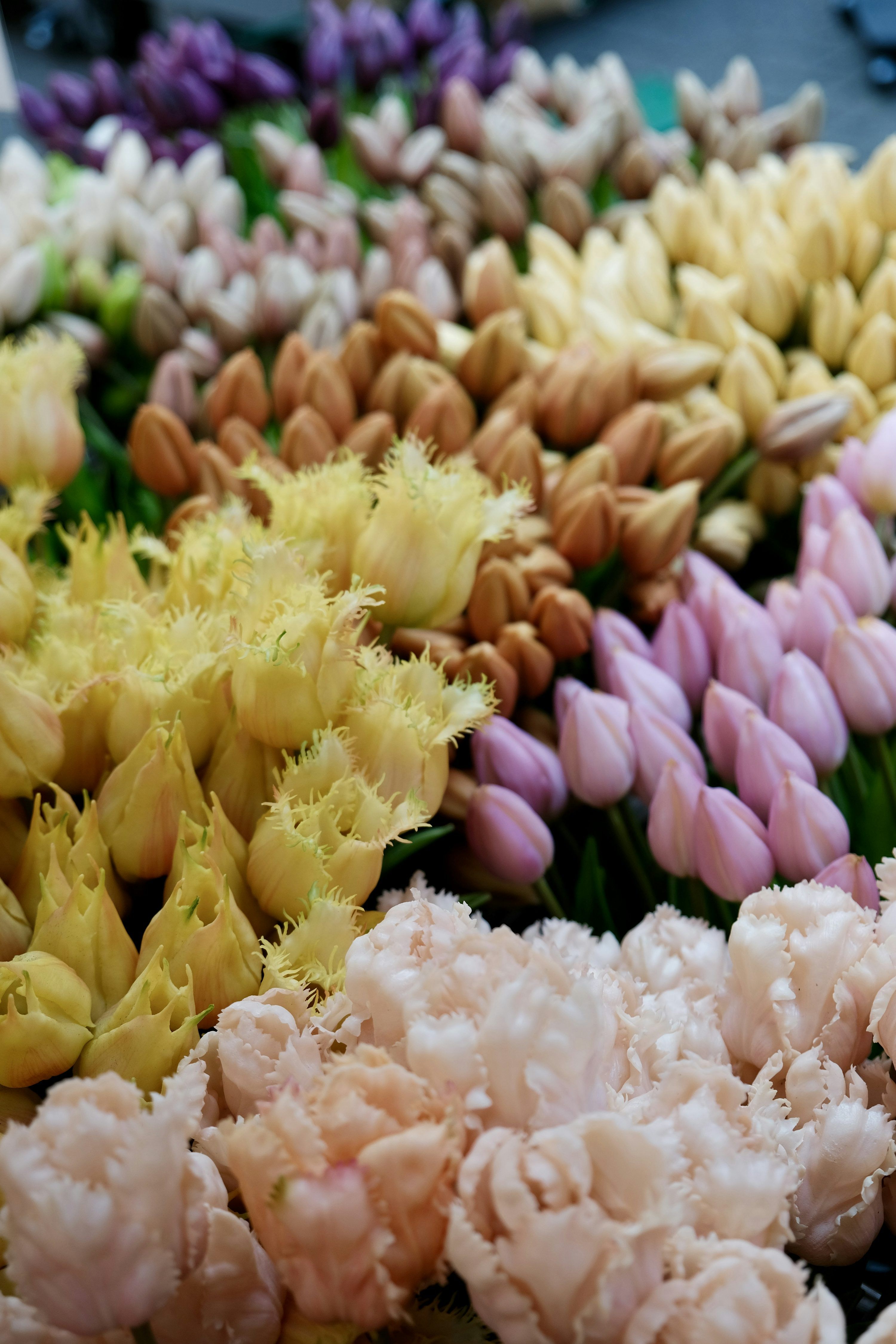 3000x4500 Amsterdam Tulips Picture. Download