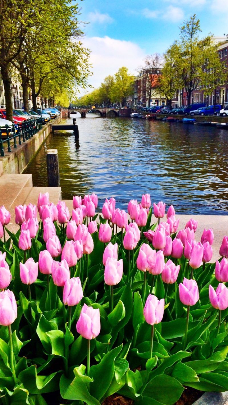 800x1423 Day Trips from Amsterdam: Keukenhof Gardens