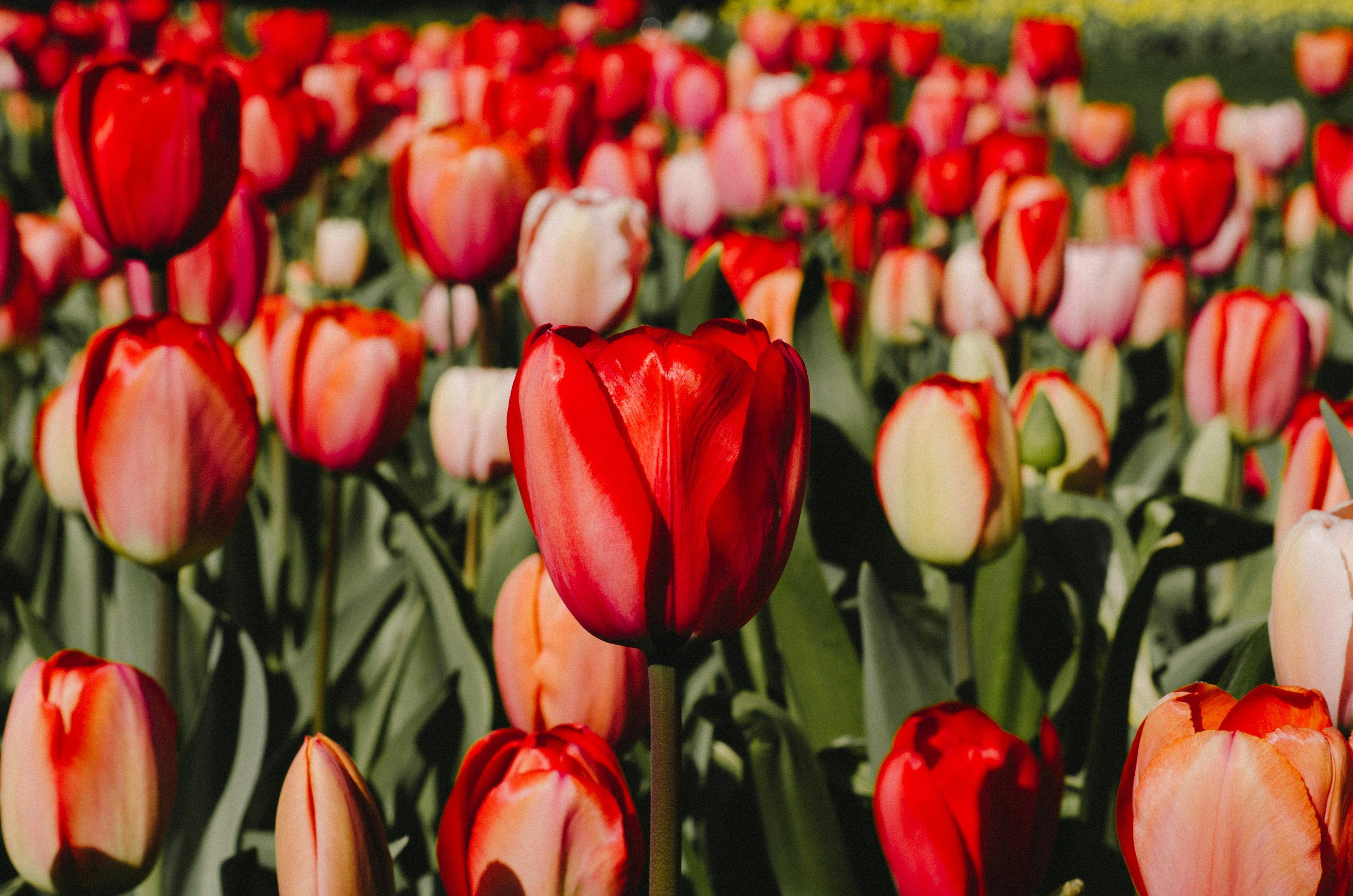 3000x1987 Dutch Tulip Field Picture