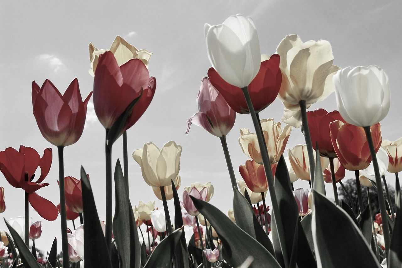 1280x853 Dutch Tulips & Tulip Image