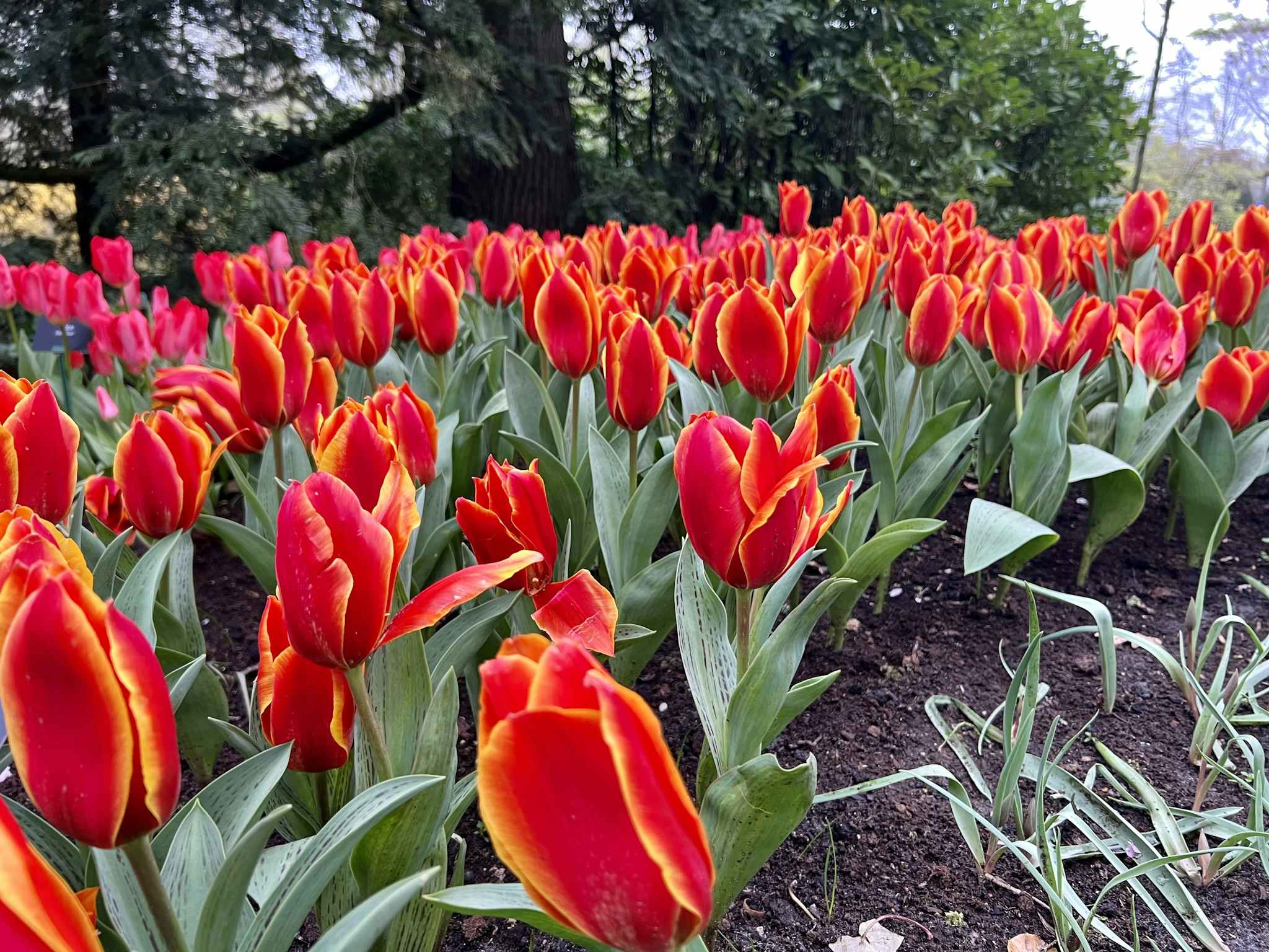 2048x1536 Amsterdam Tulips: A Cruiser's Guide to