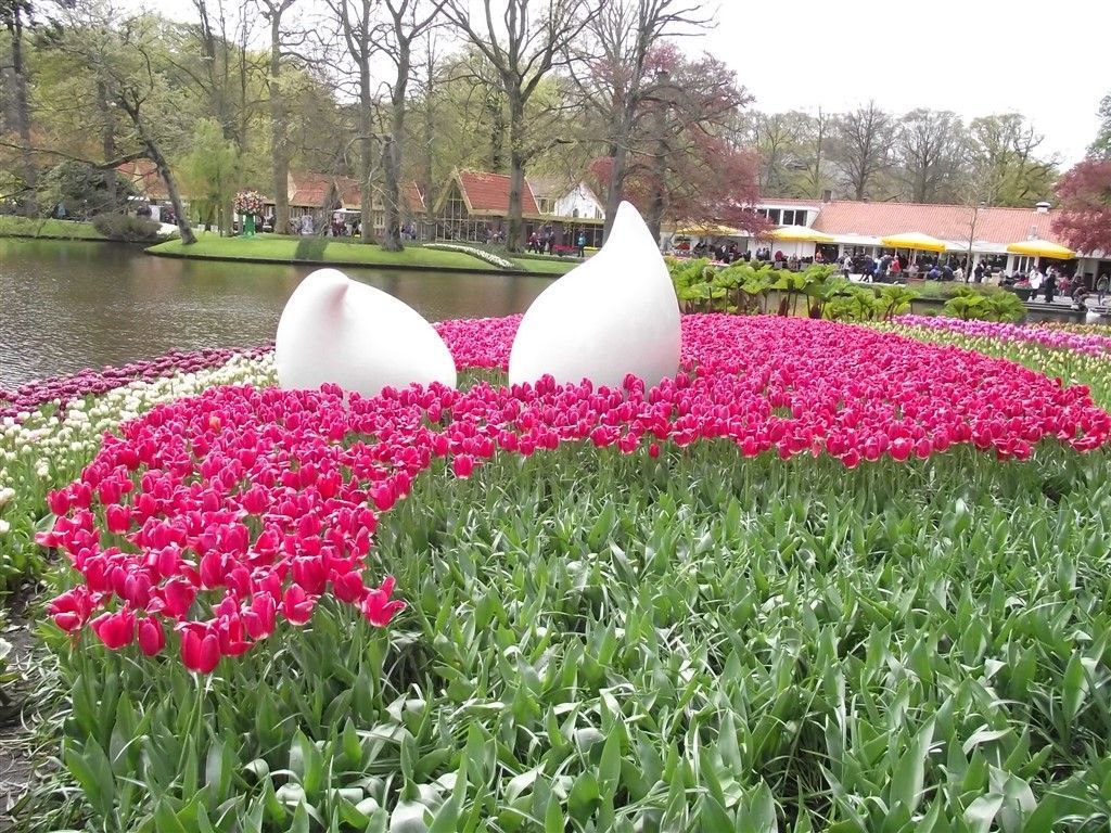 1024x768 Are the famous Tulips Keukenhof Gardens