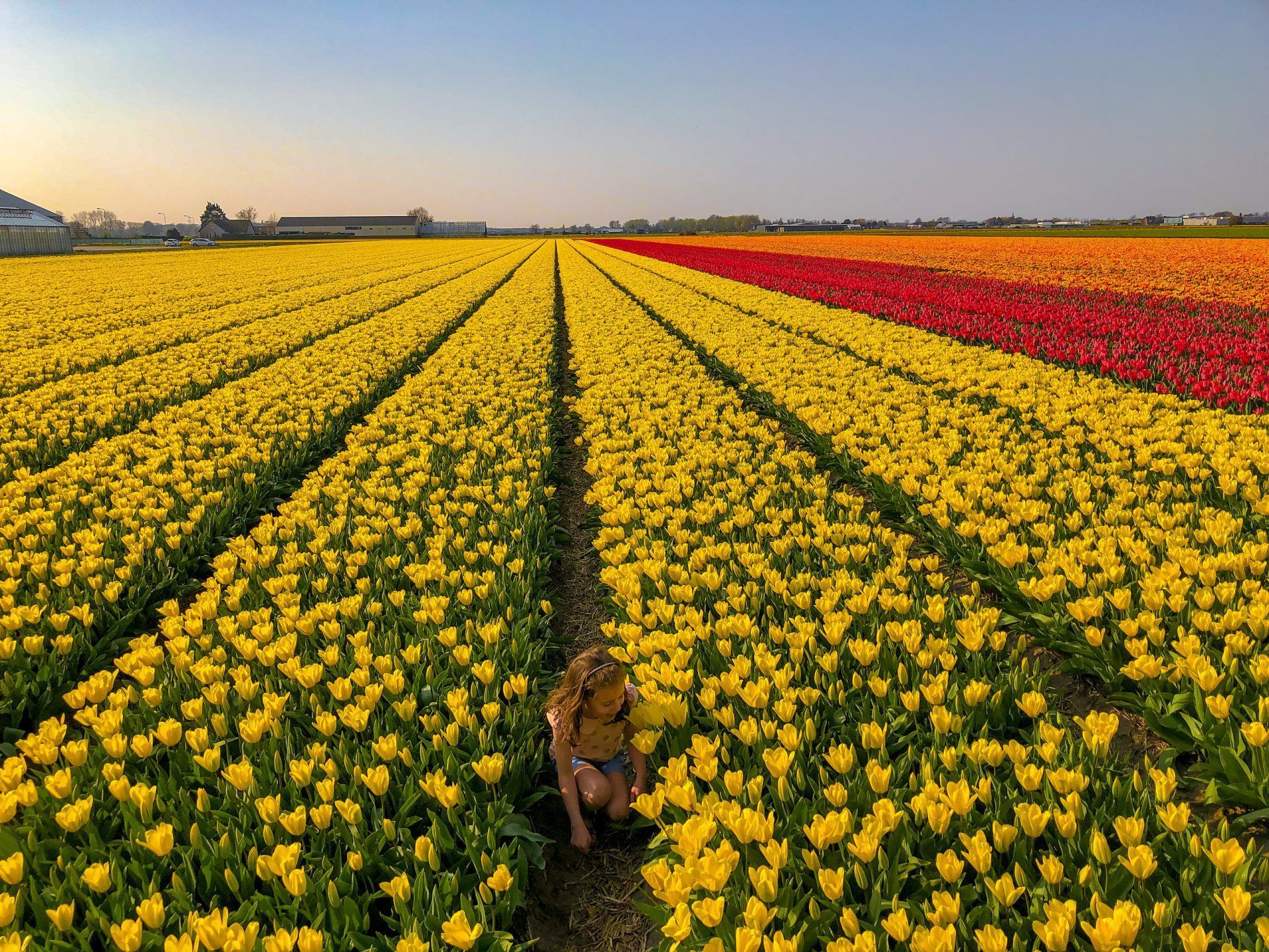 1920x1440 Keukenhof Gardens and more tulip fields