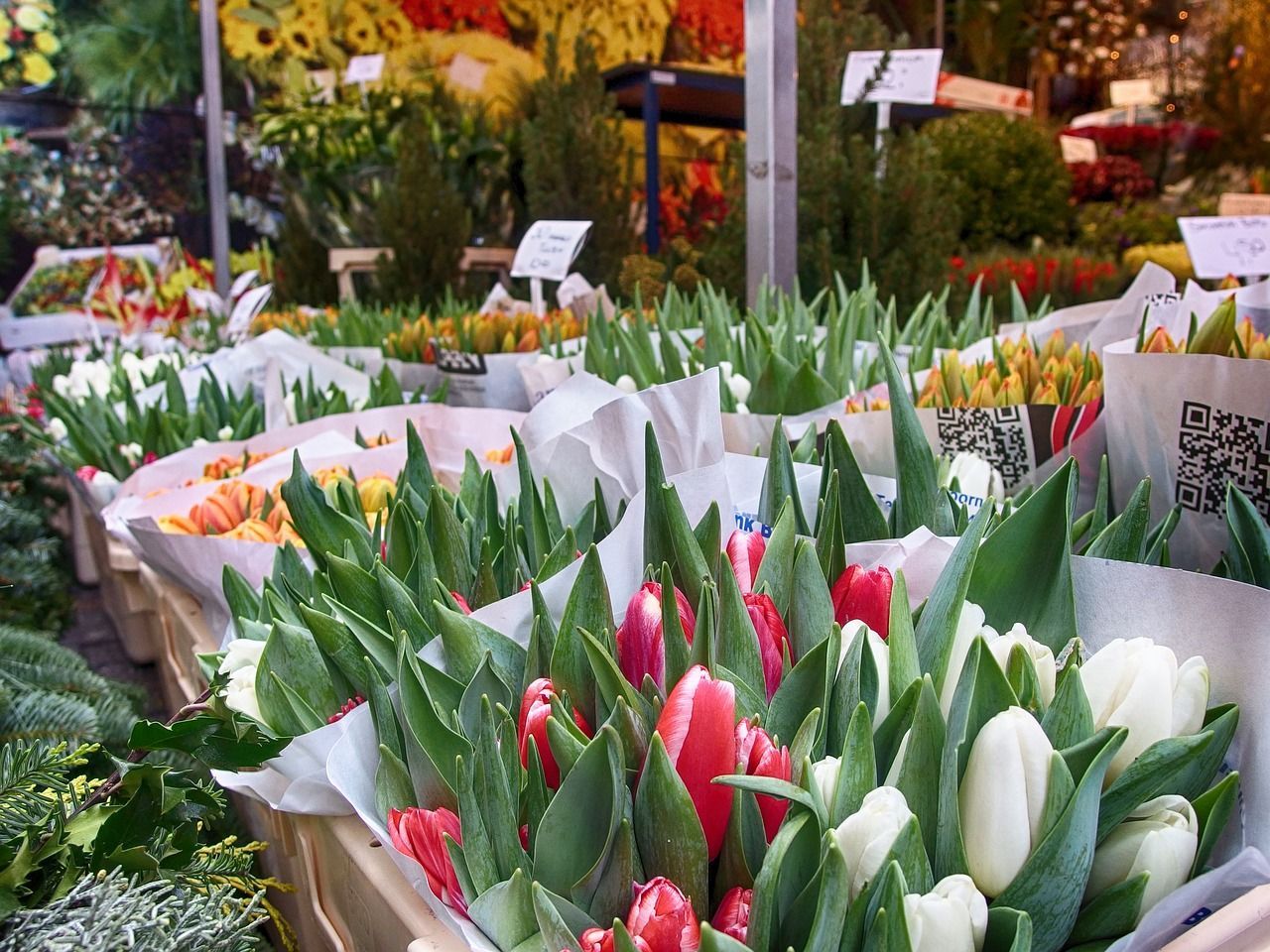 1280x960 Tulips Amsterdam Flowers photo