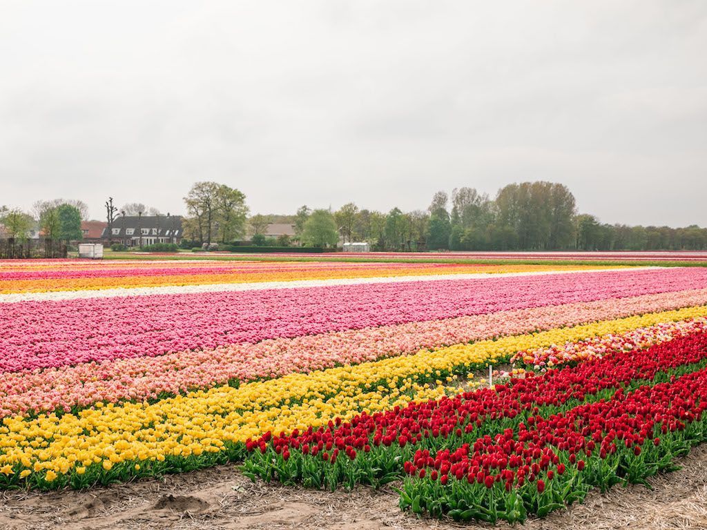 1024x768 Tulip Fields