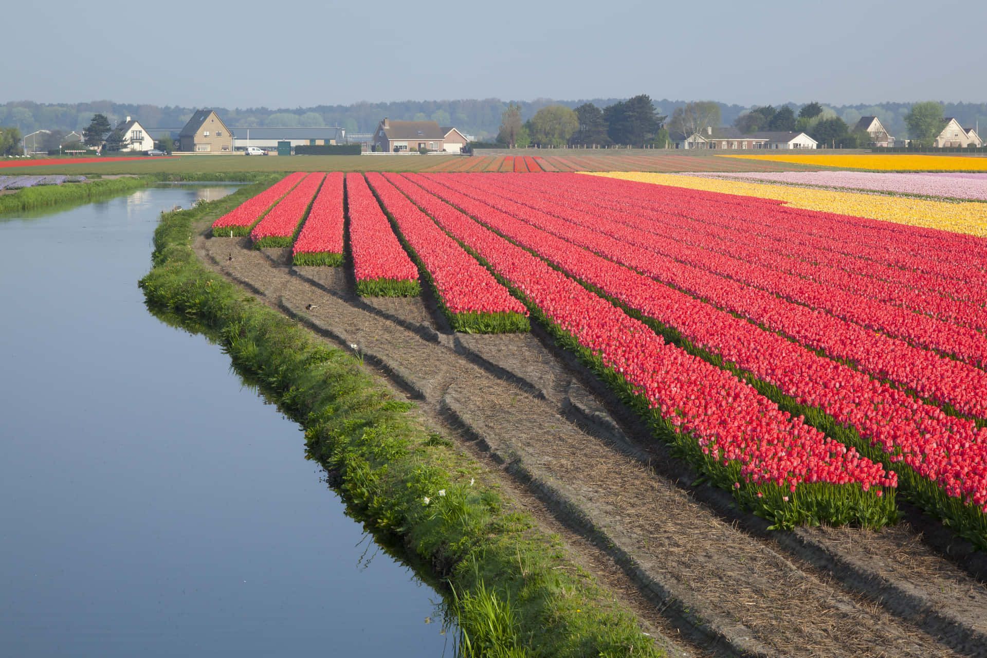 1920x1280 Download A Field Of Tulips Wallpaper