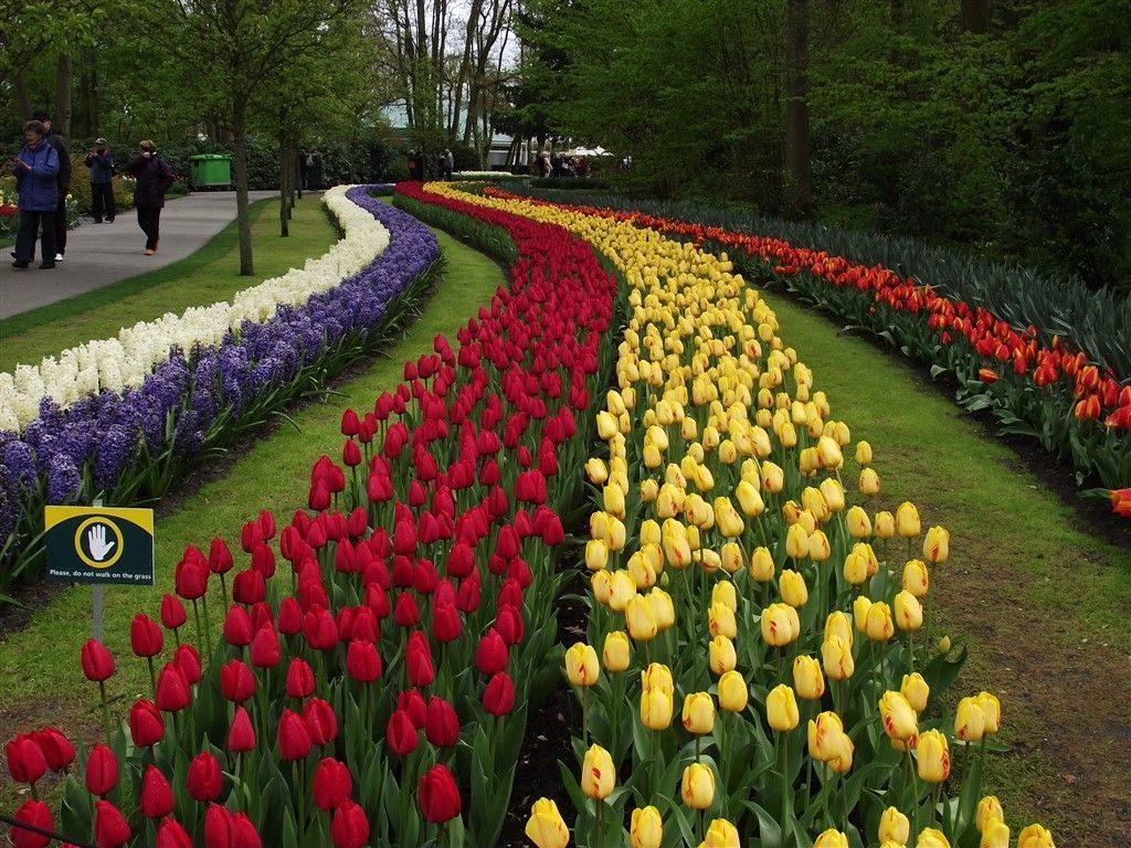 1024x768 Are the famous Tulips Keukenhof Gardens
