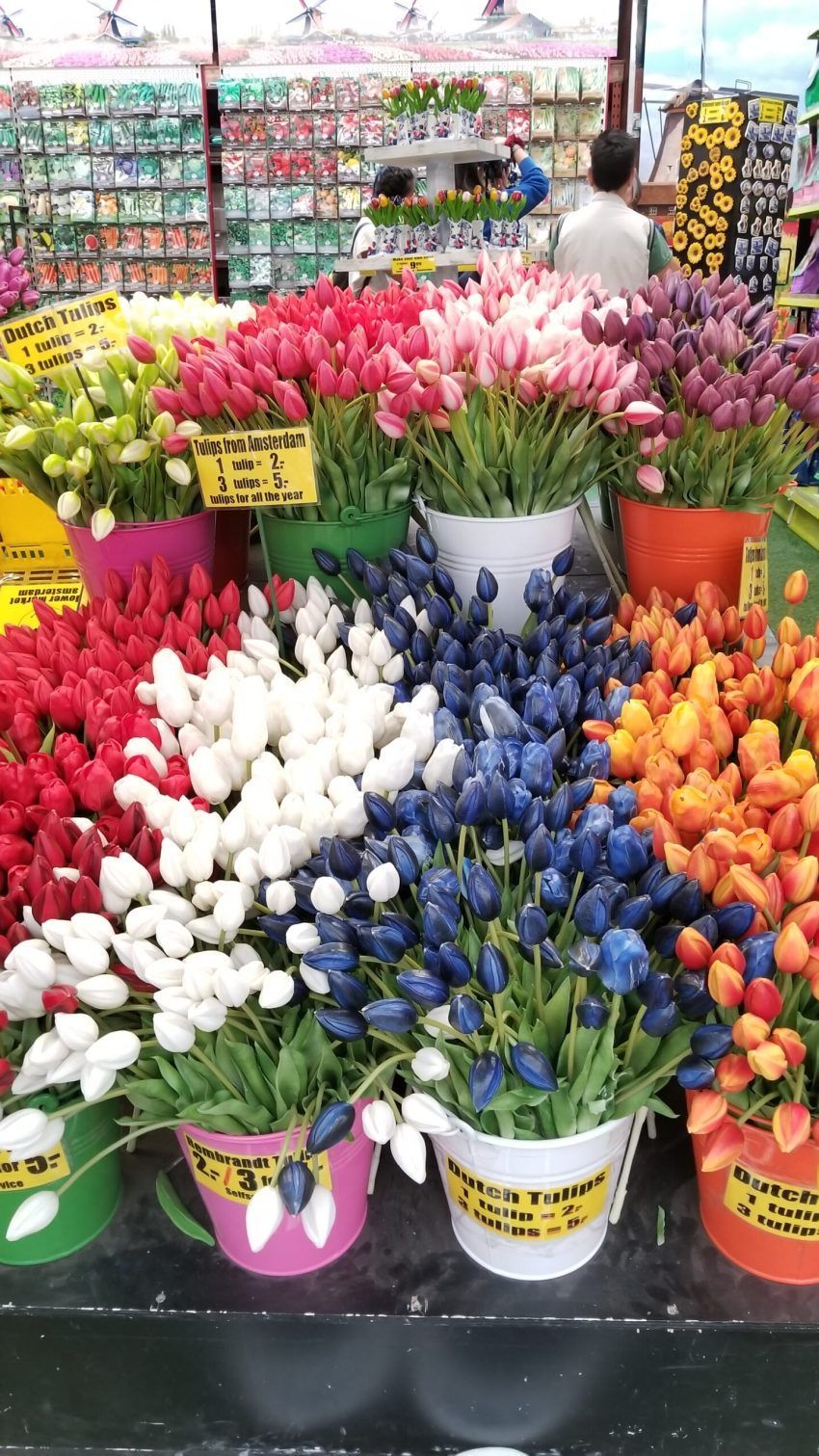 850x1511 It's Tulip Time! (I Hope)