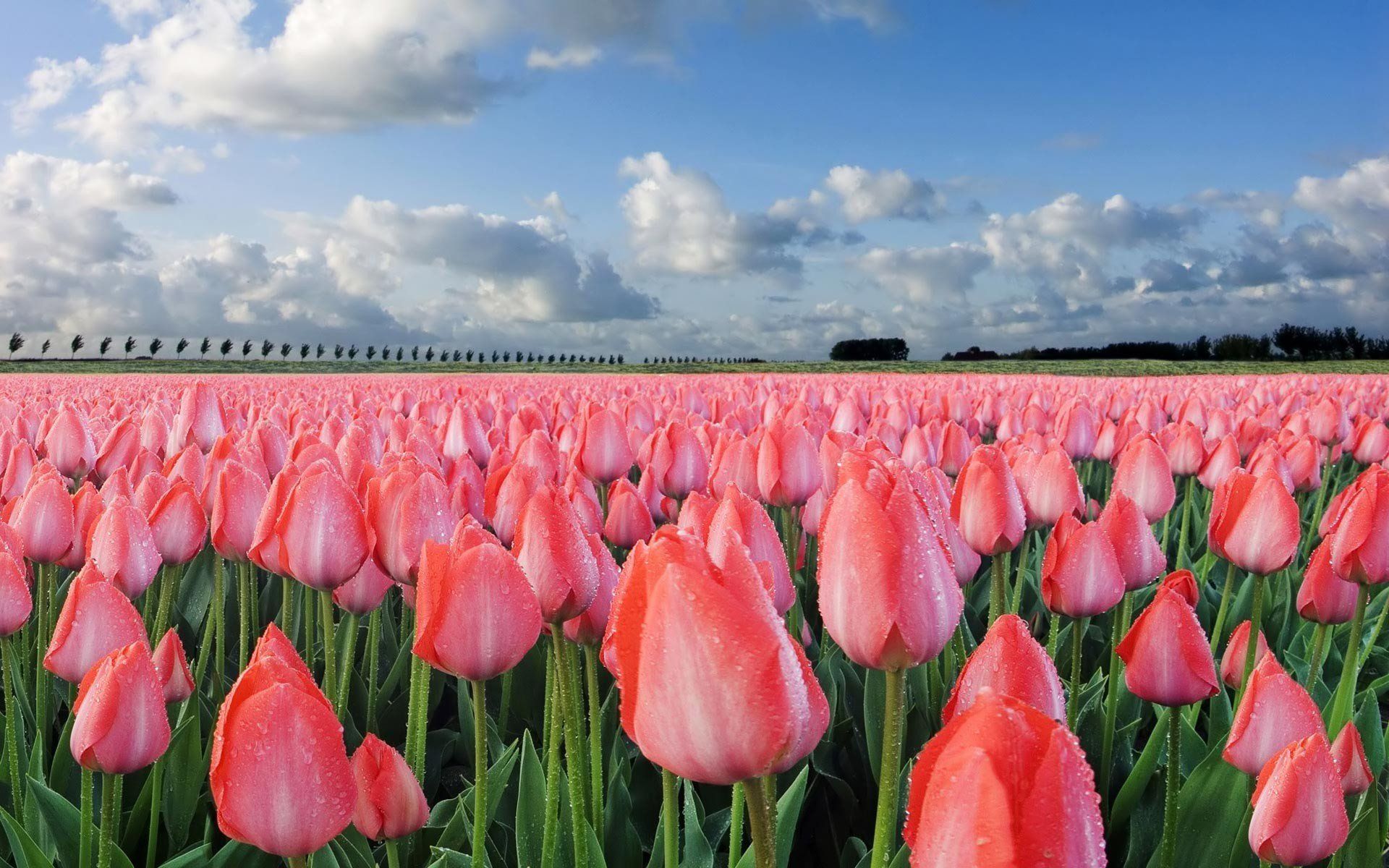 1920x1200 Download Nature Tulip HD Wallpaper