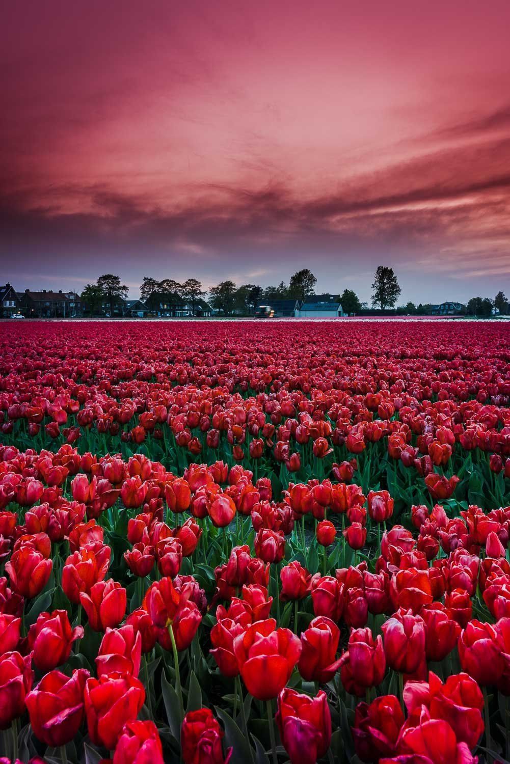 1001x1500 springtime Amsterdam