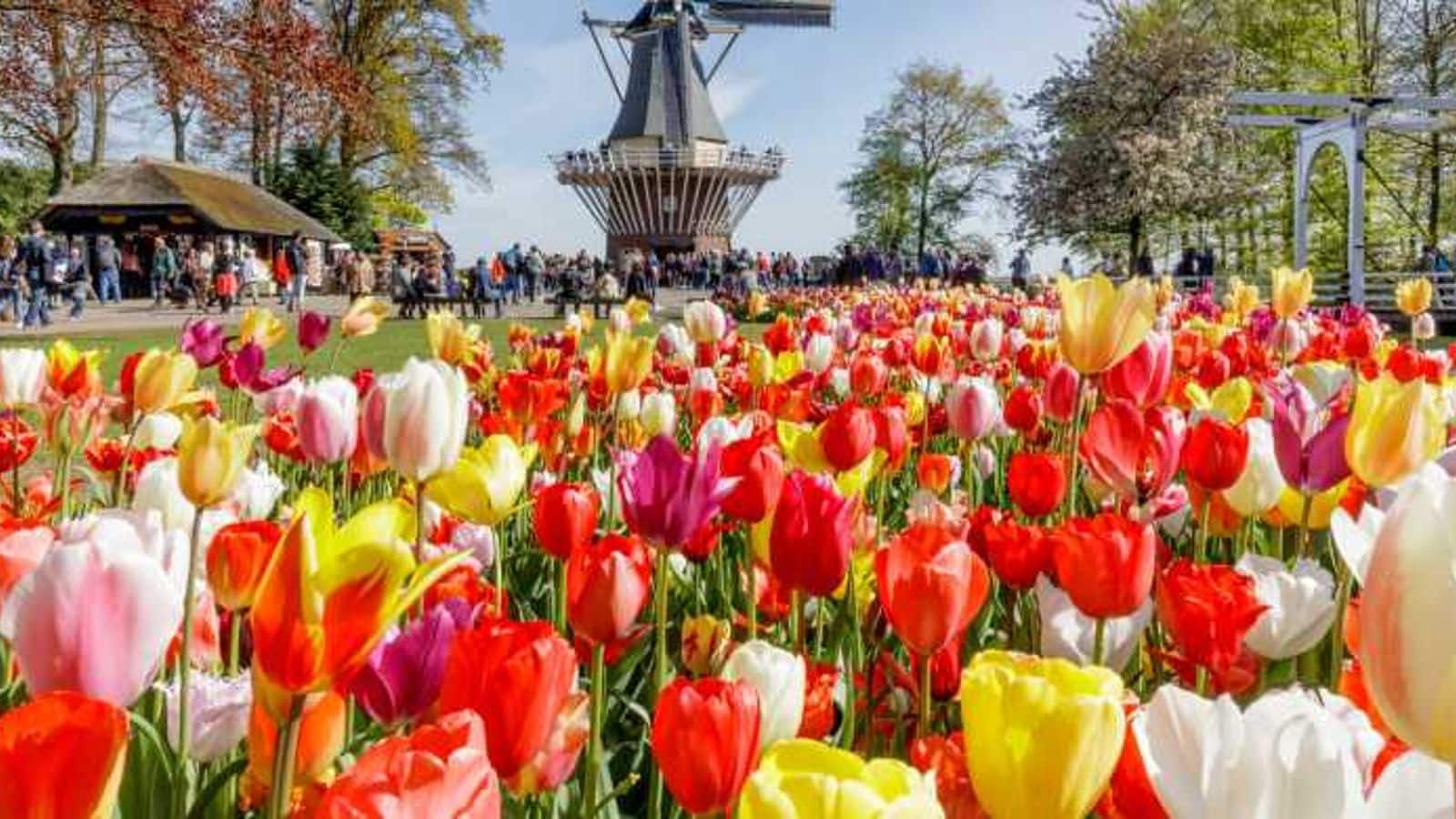1600x900 Amsterdam's springtime tulip spectacle