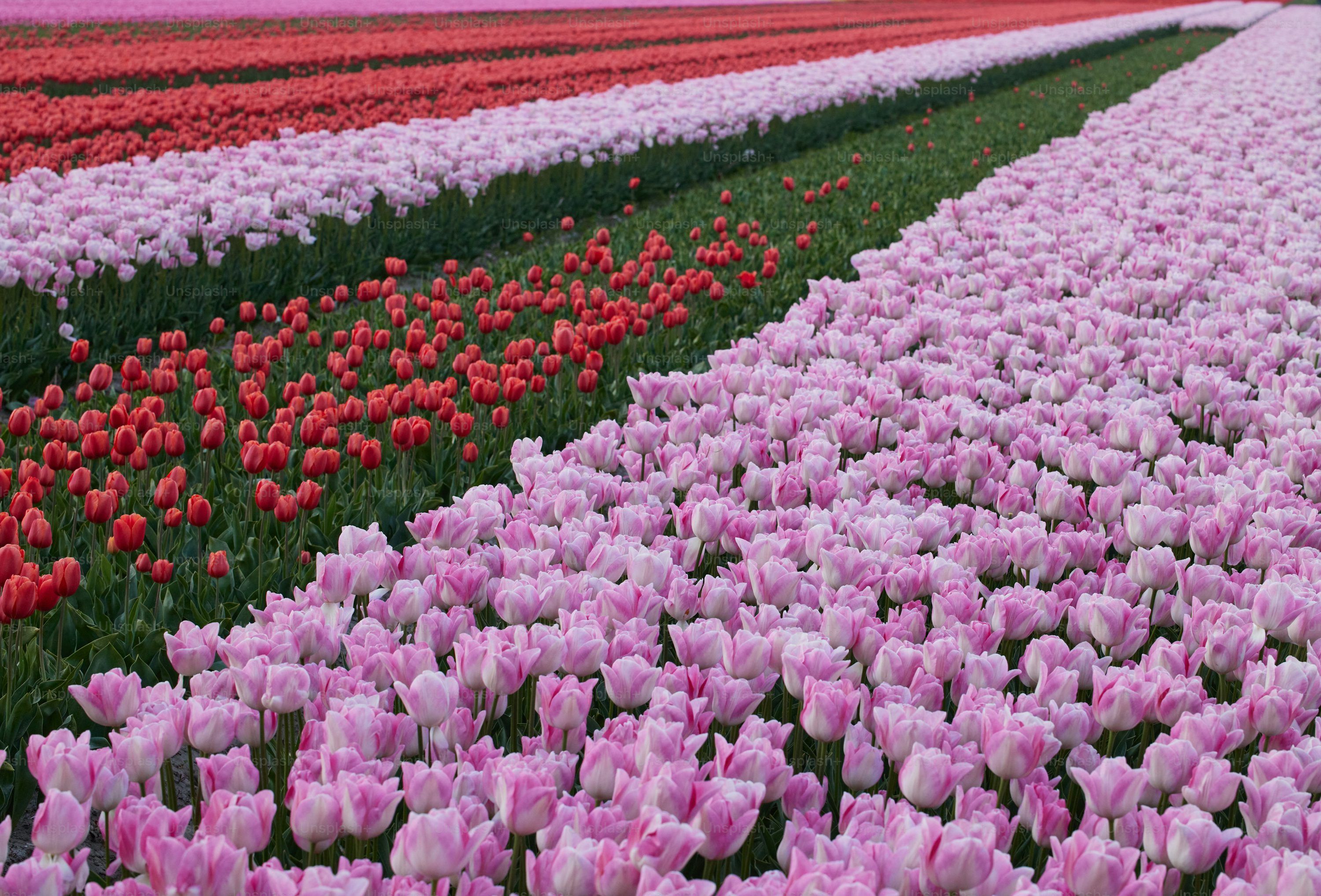 3000x2036 Tulip Fields Picture. Download Free