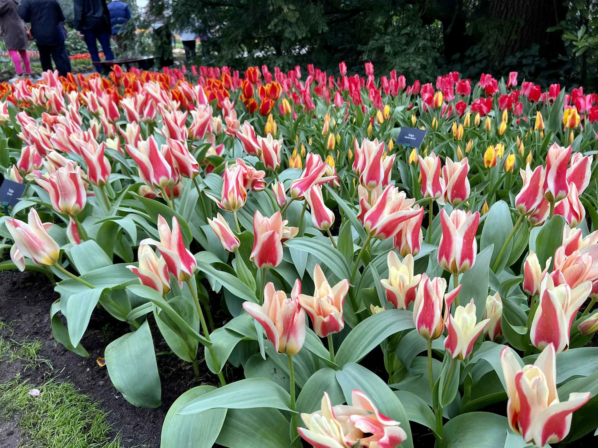 2048x1536 Amsterdam Tulips: A Cruiser's Guide to