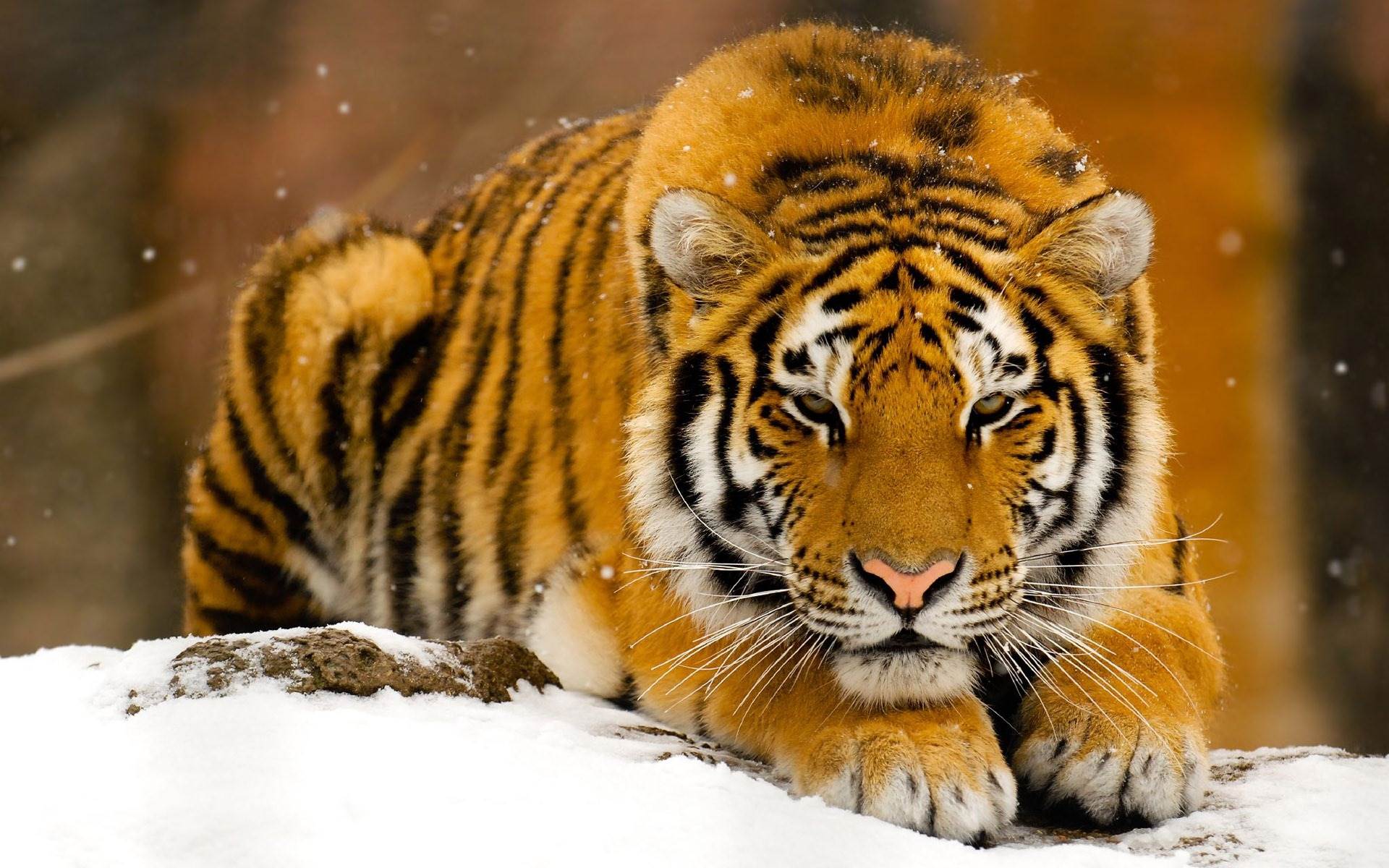 1920x1200 Wild Animals Wallpaper HD