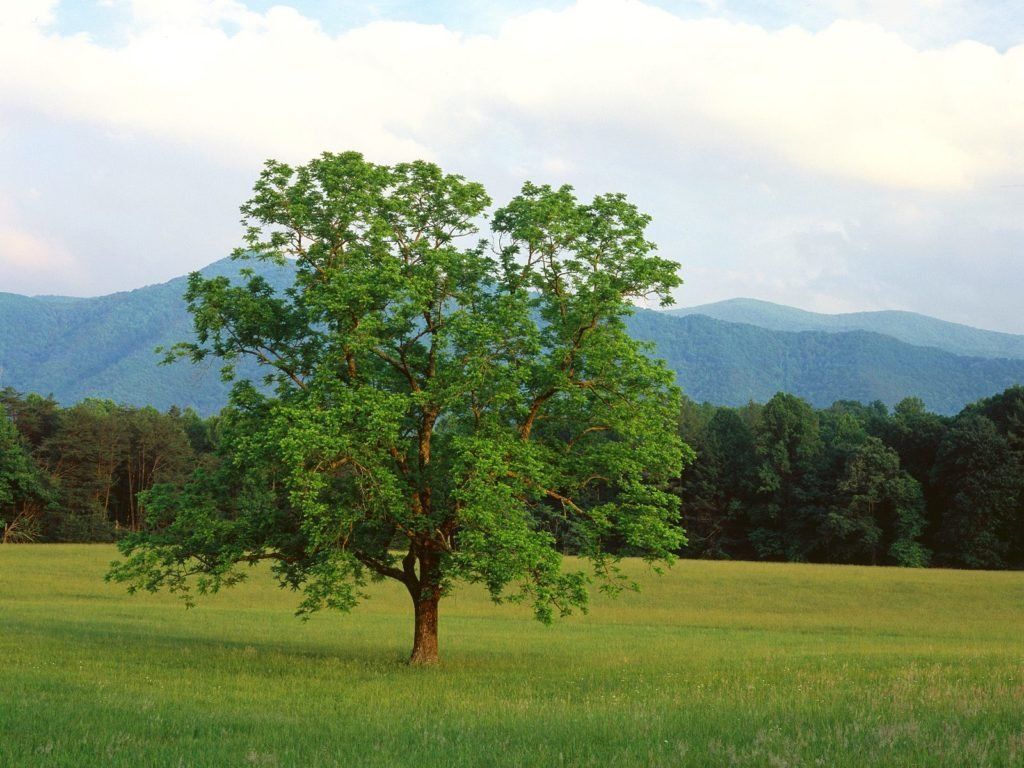 1024x768 What's With the Walnut?